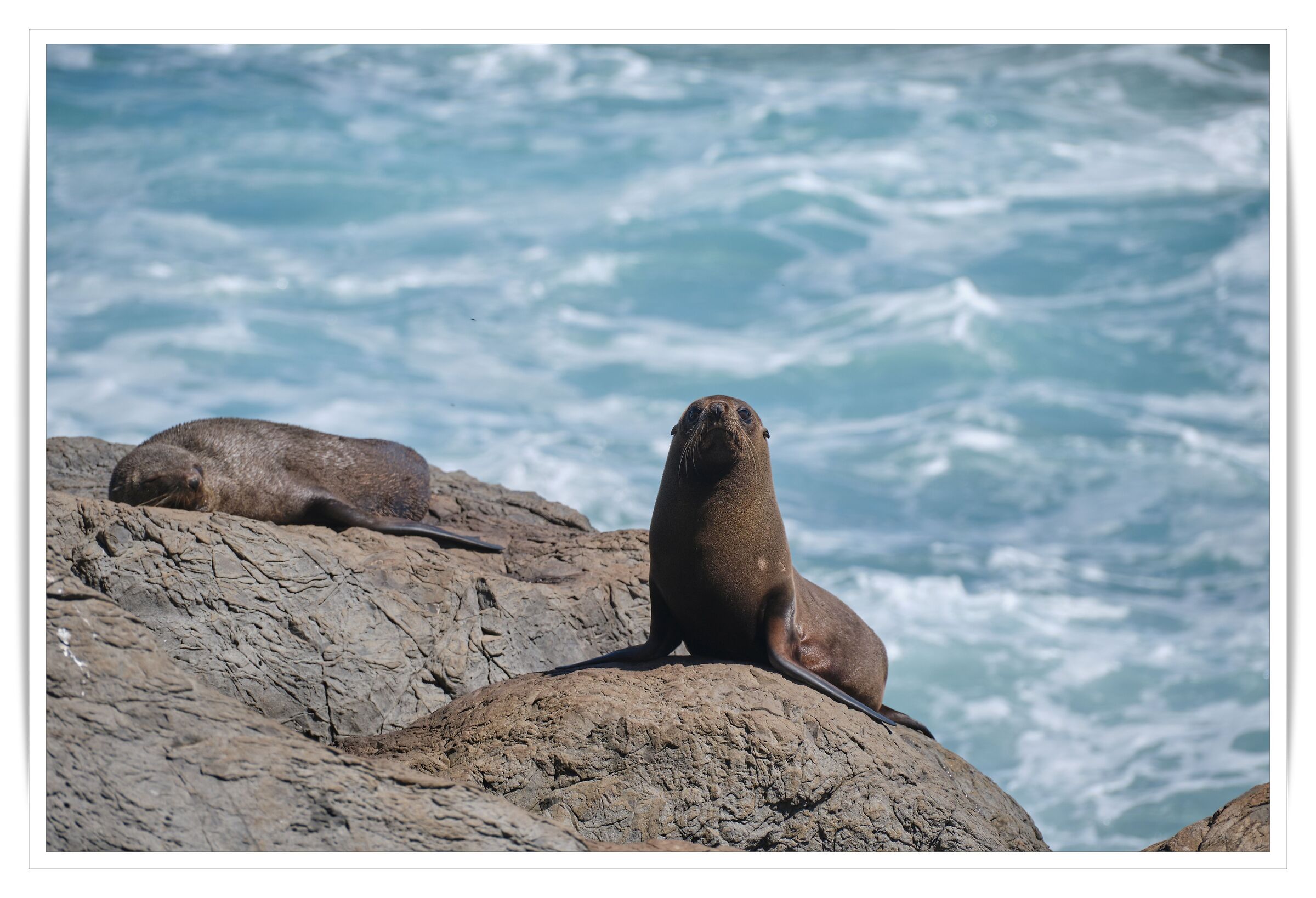 Foca