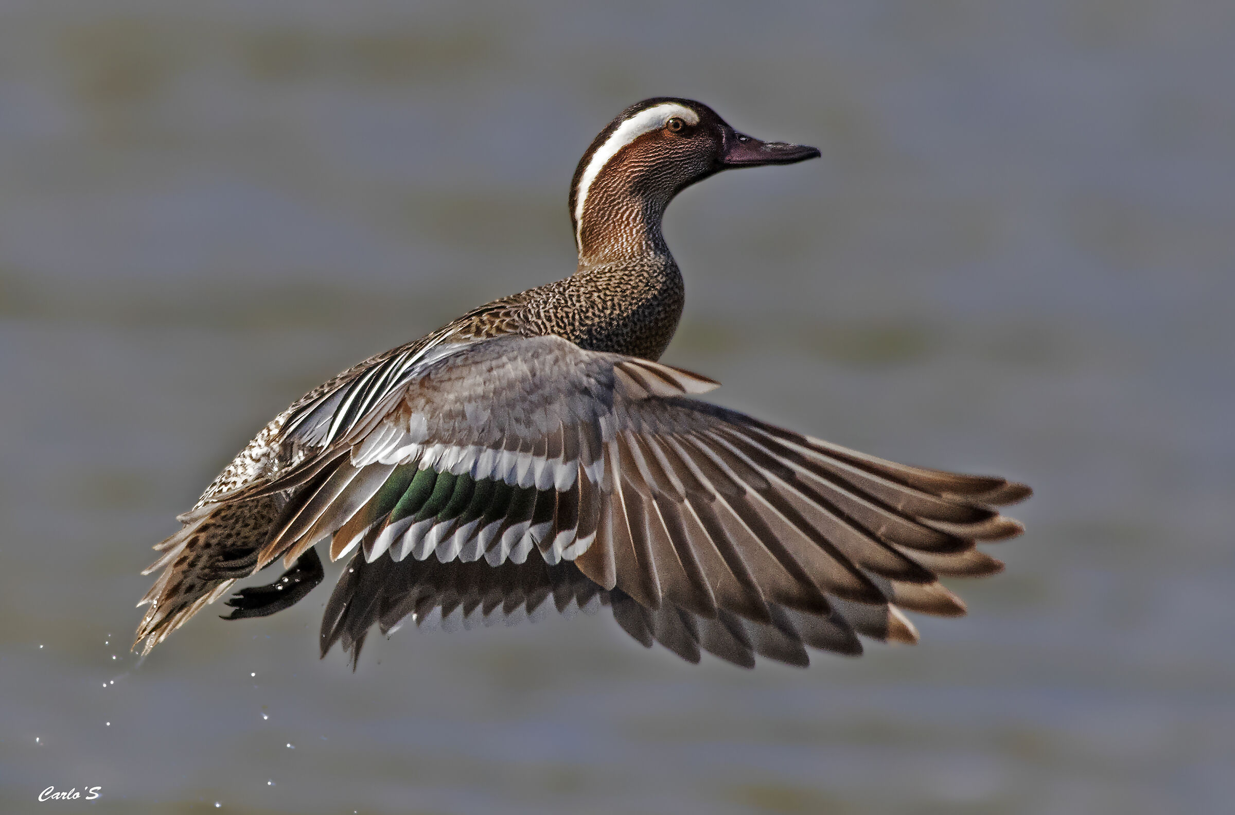 Garganey