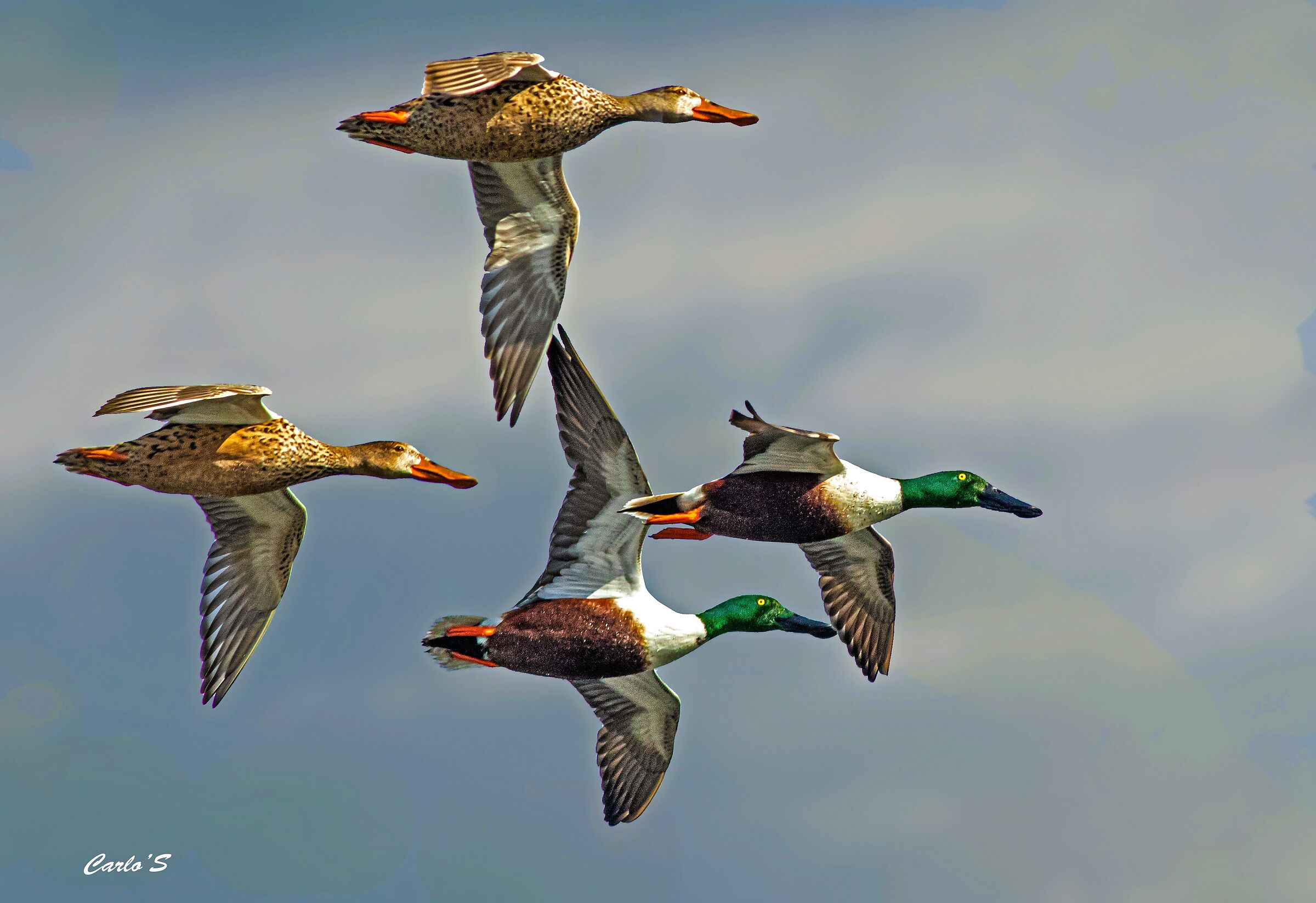 Shovelers