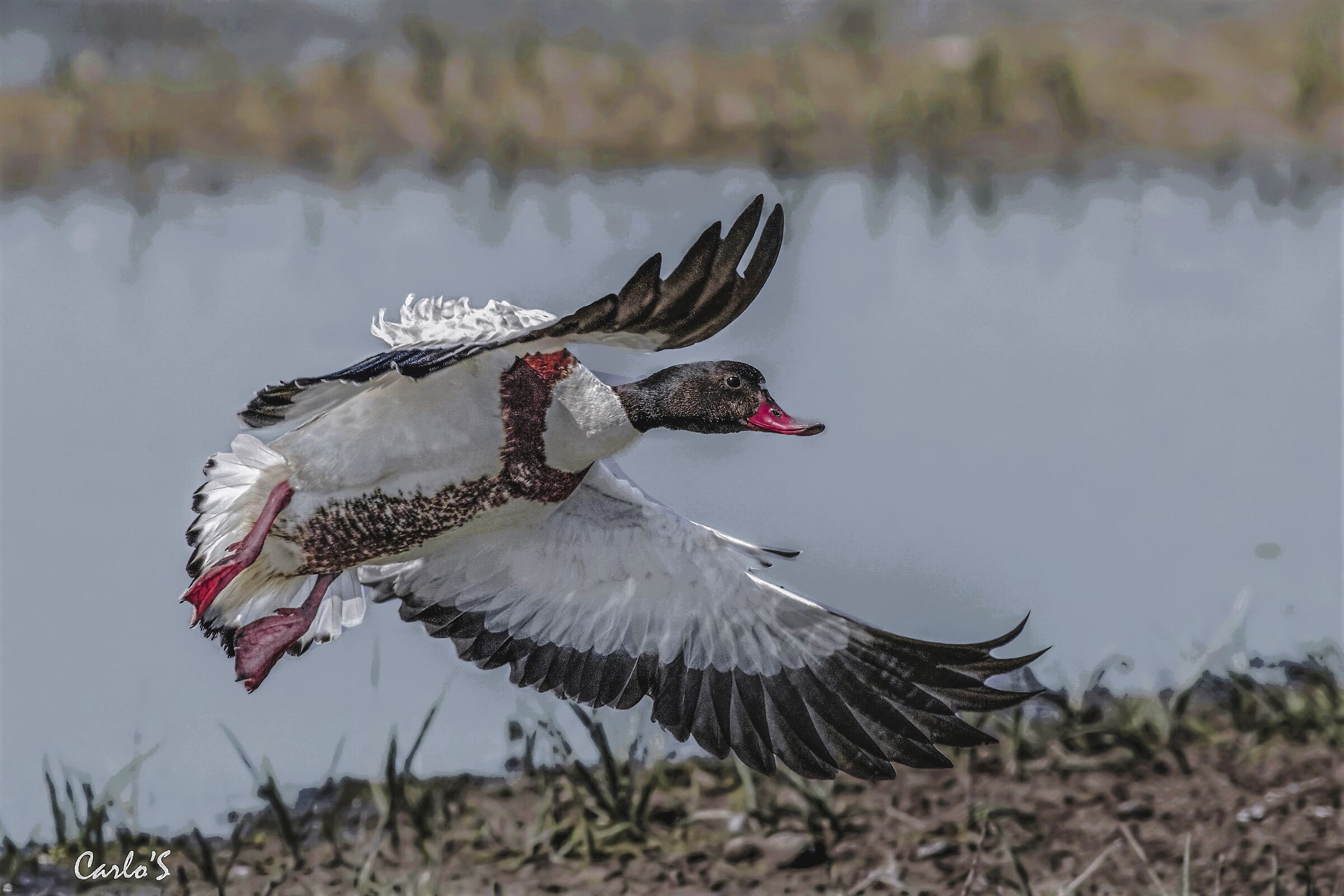 Shelduck