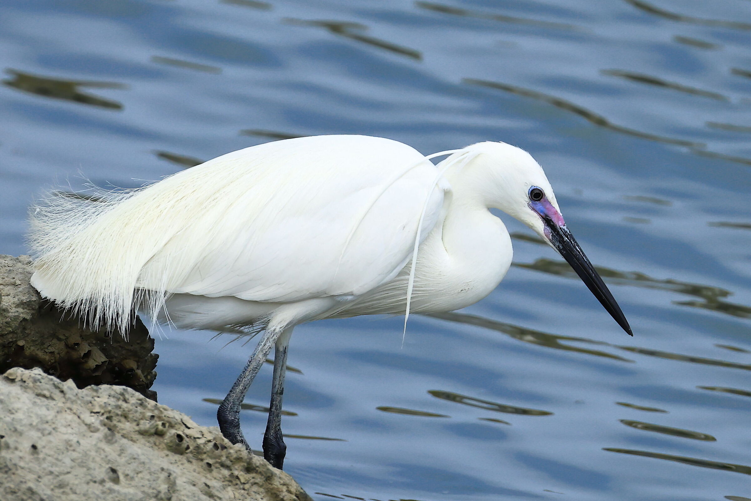 Little Egret