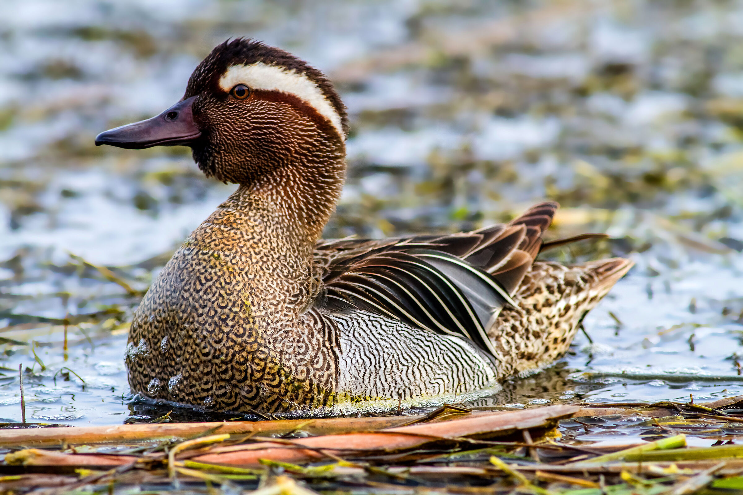 Garganey