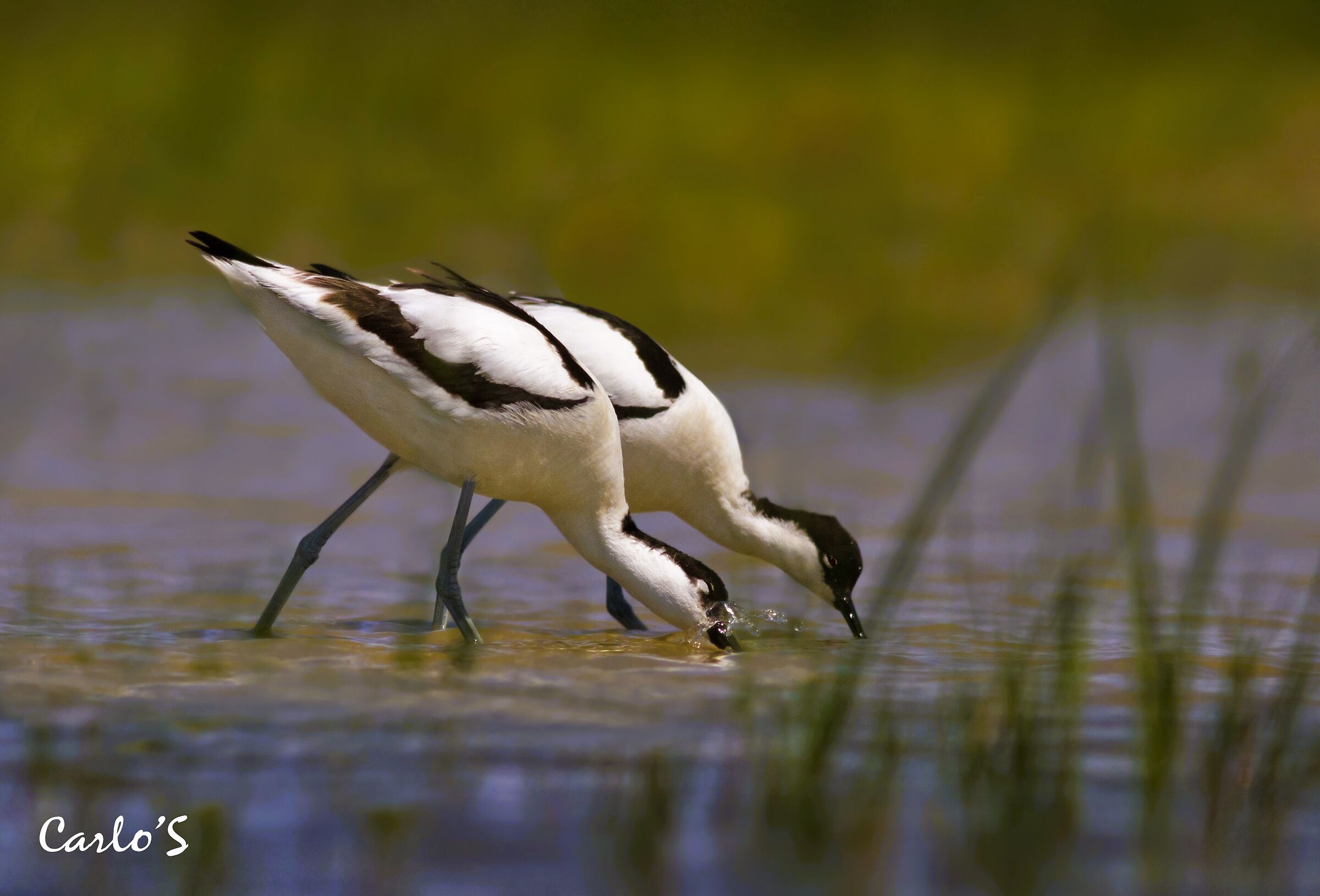 Avocets