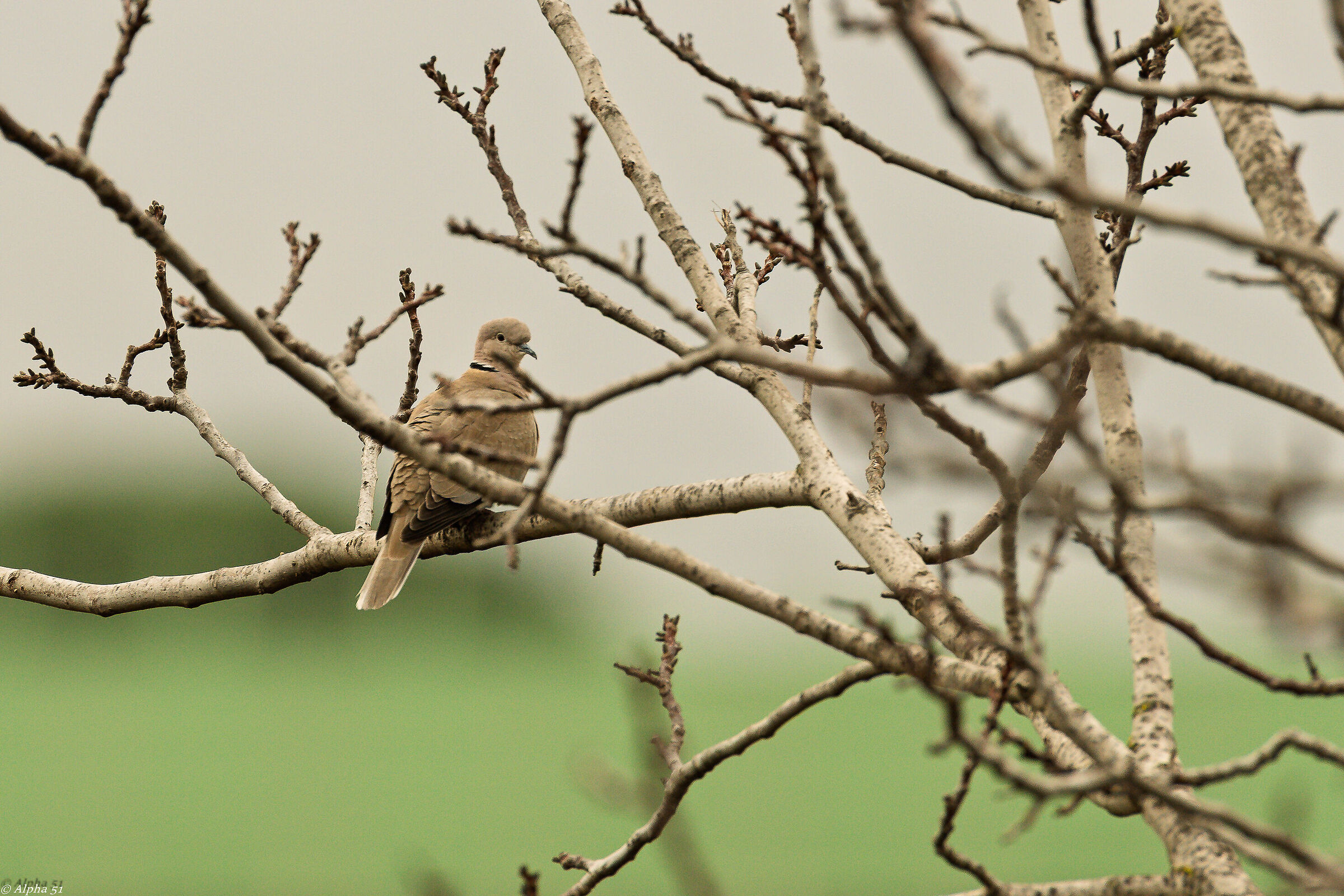 Turtledove