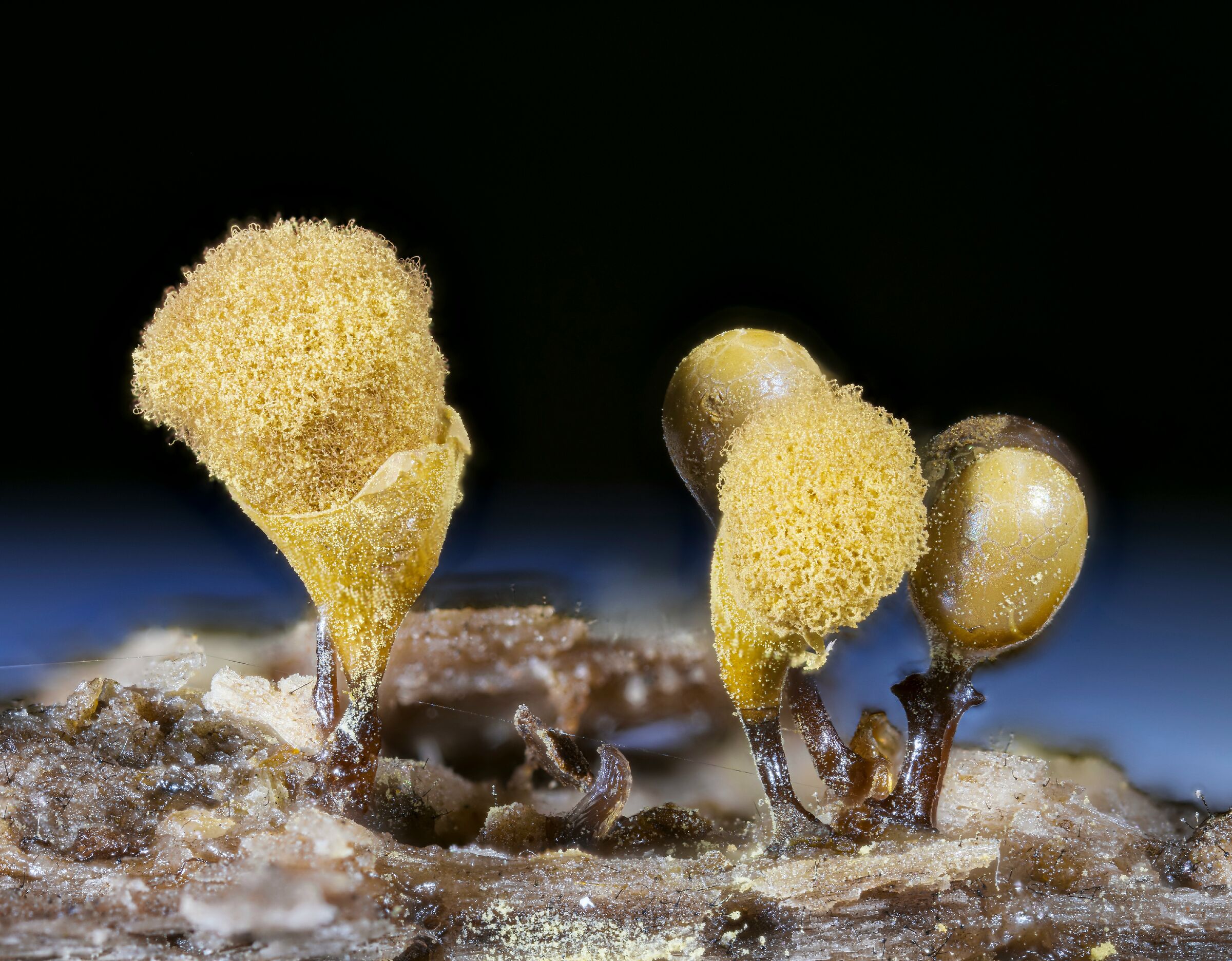 Trichia calyculata