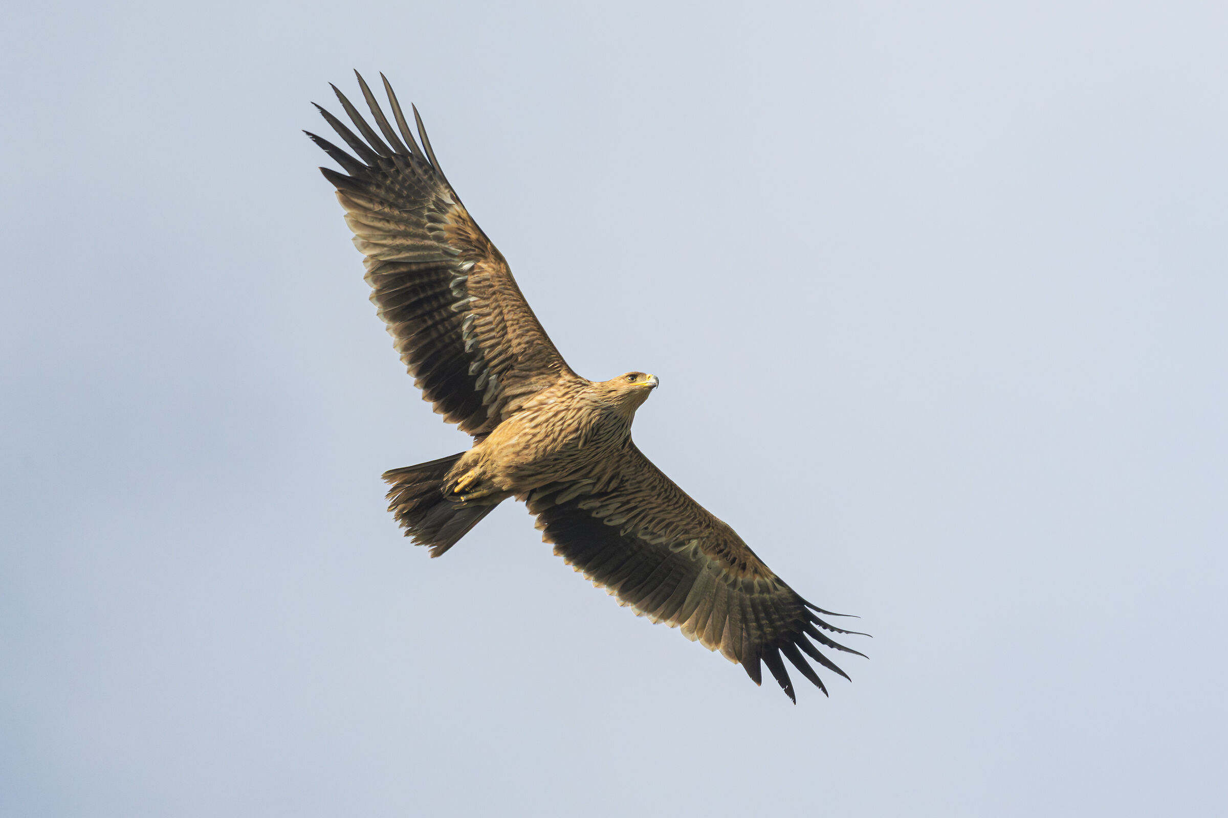 Aquila celiaca (Aquila imperiale)