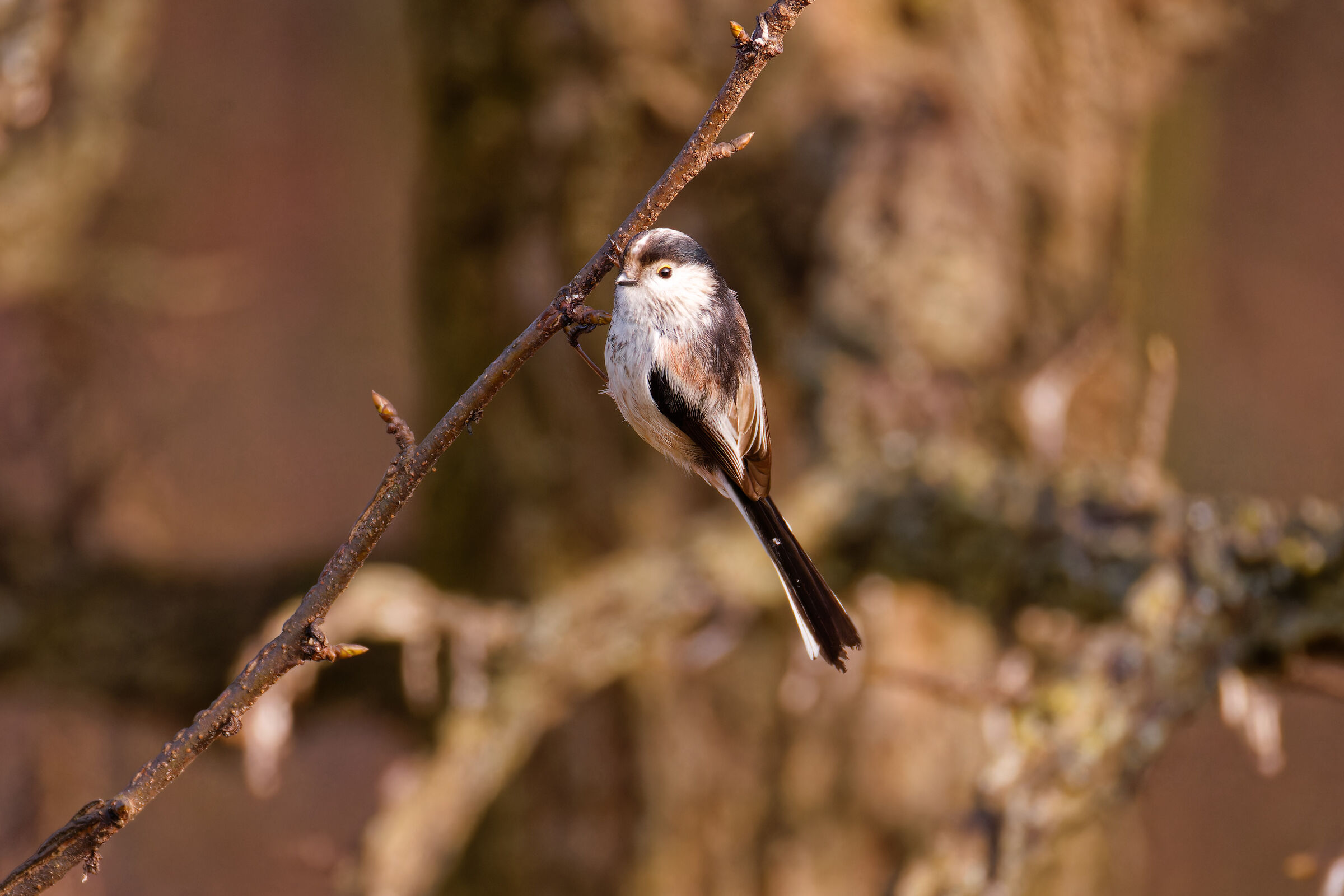 Long-tailed