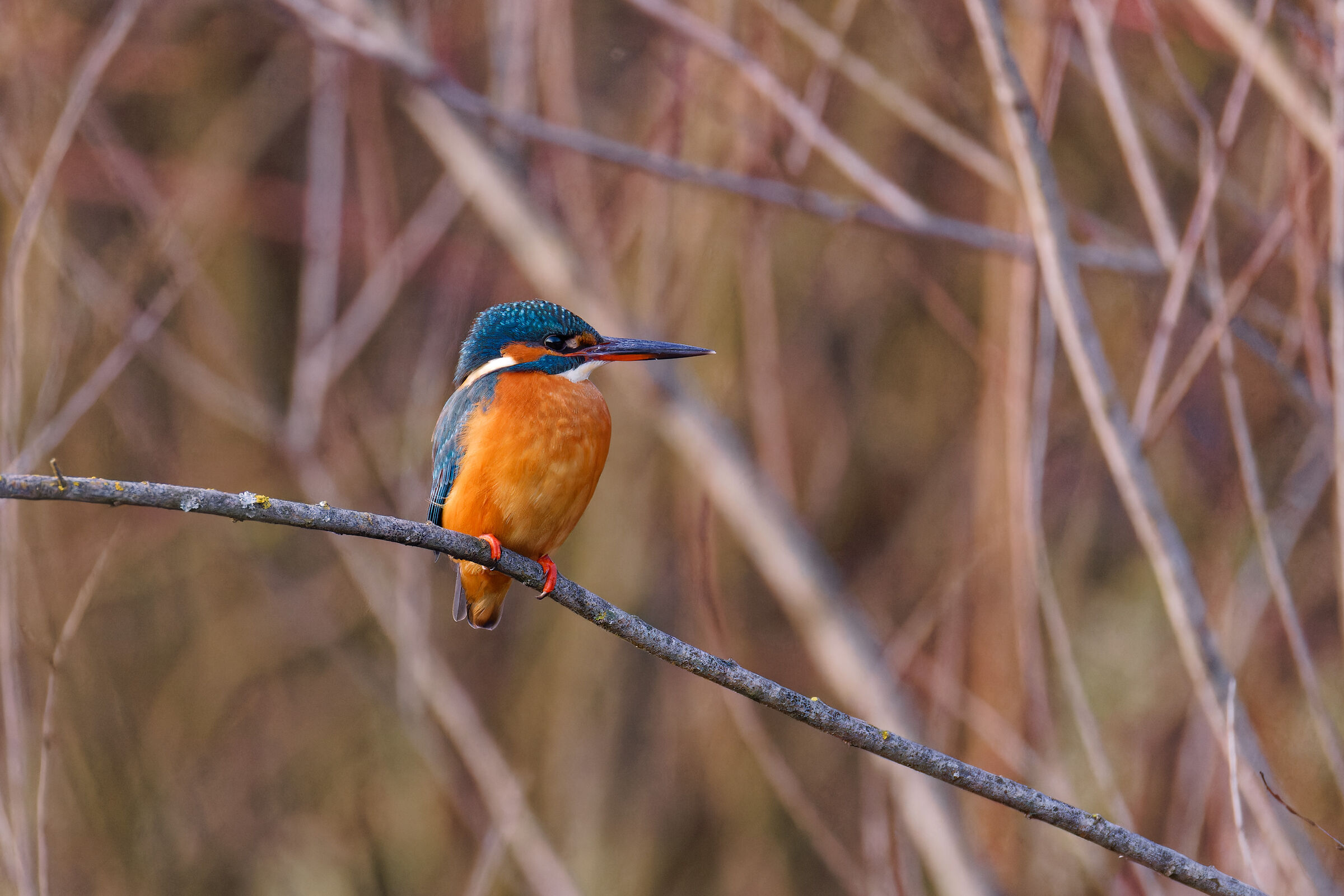Kingfisher