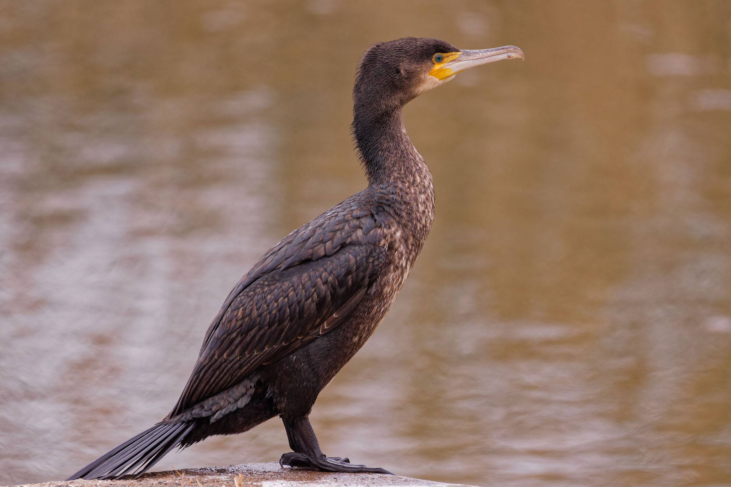 Cormorant