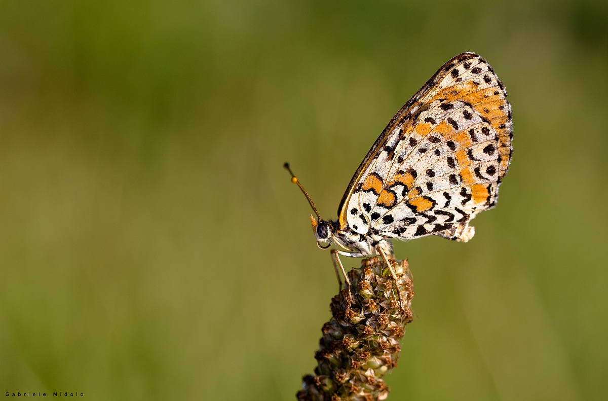 Melitaea didyma (Esper, 1779)