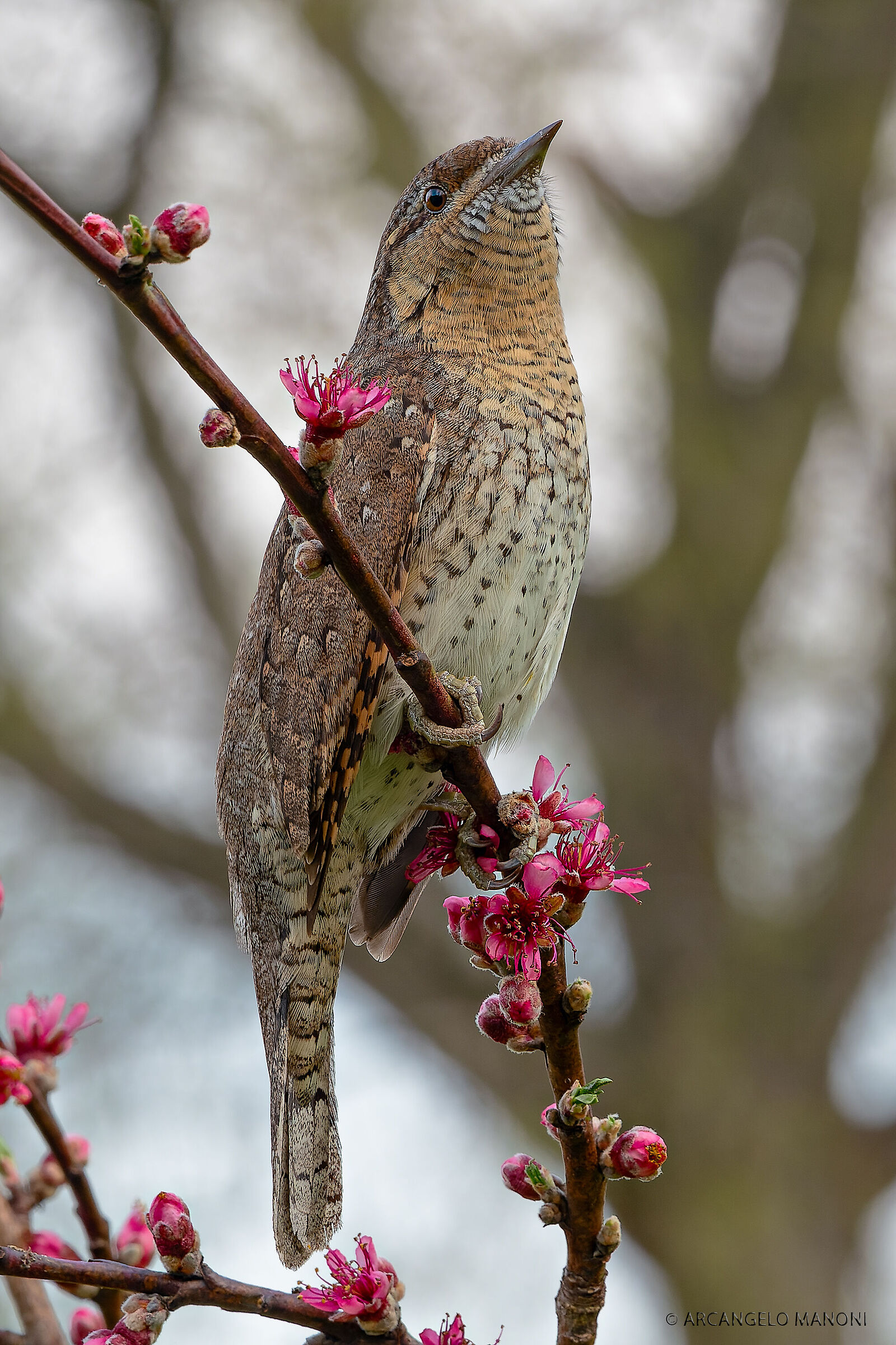 Concentrato prima di cantare
