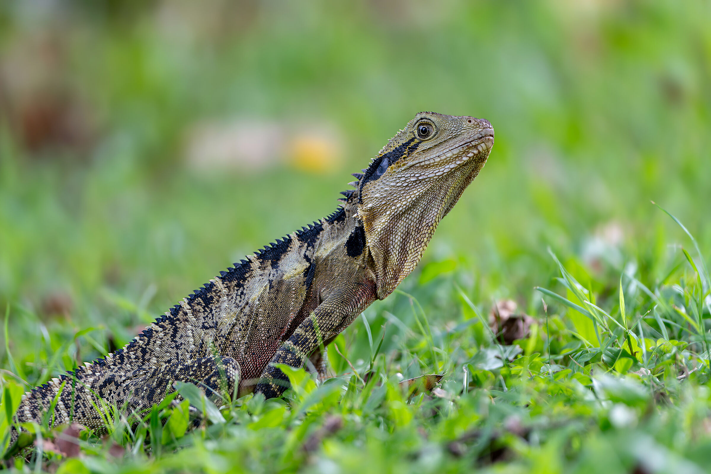 Drago d'acqua australiano