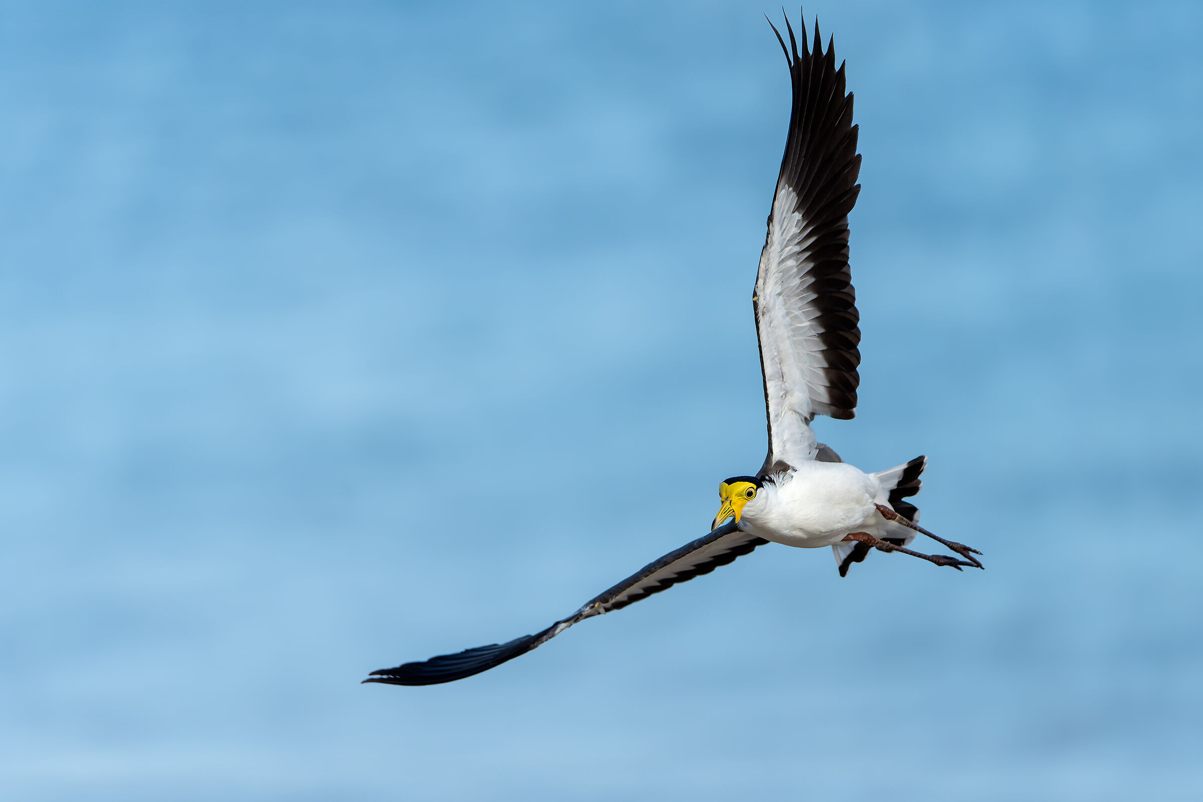 A lapwing by the sea