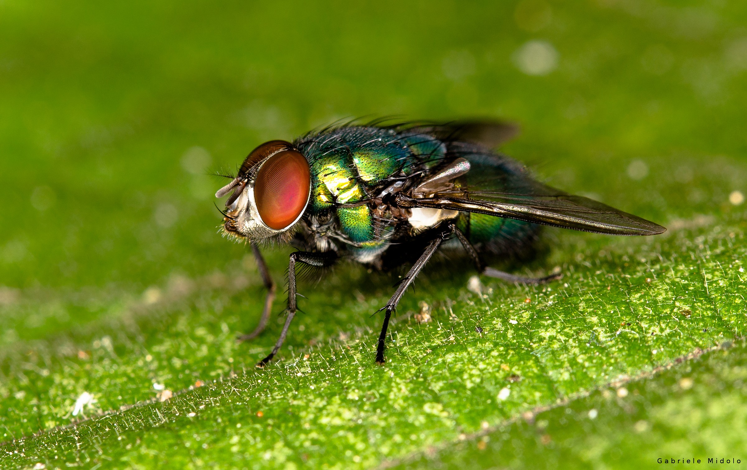 Lucilia sp.