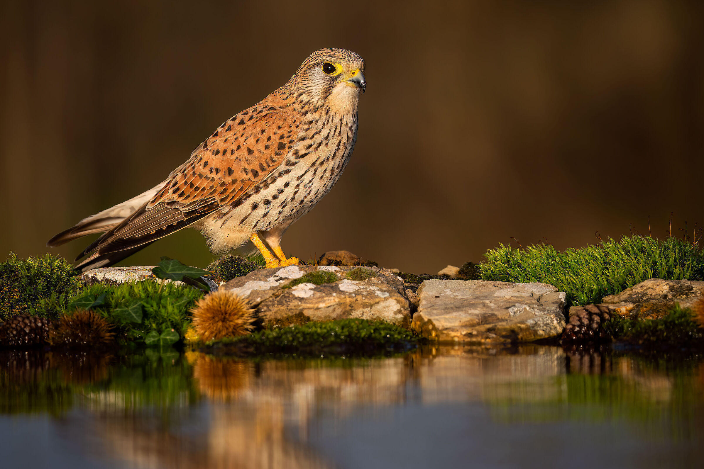 kestrel