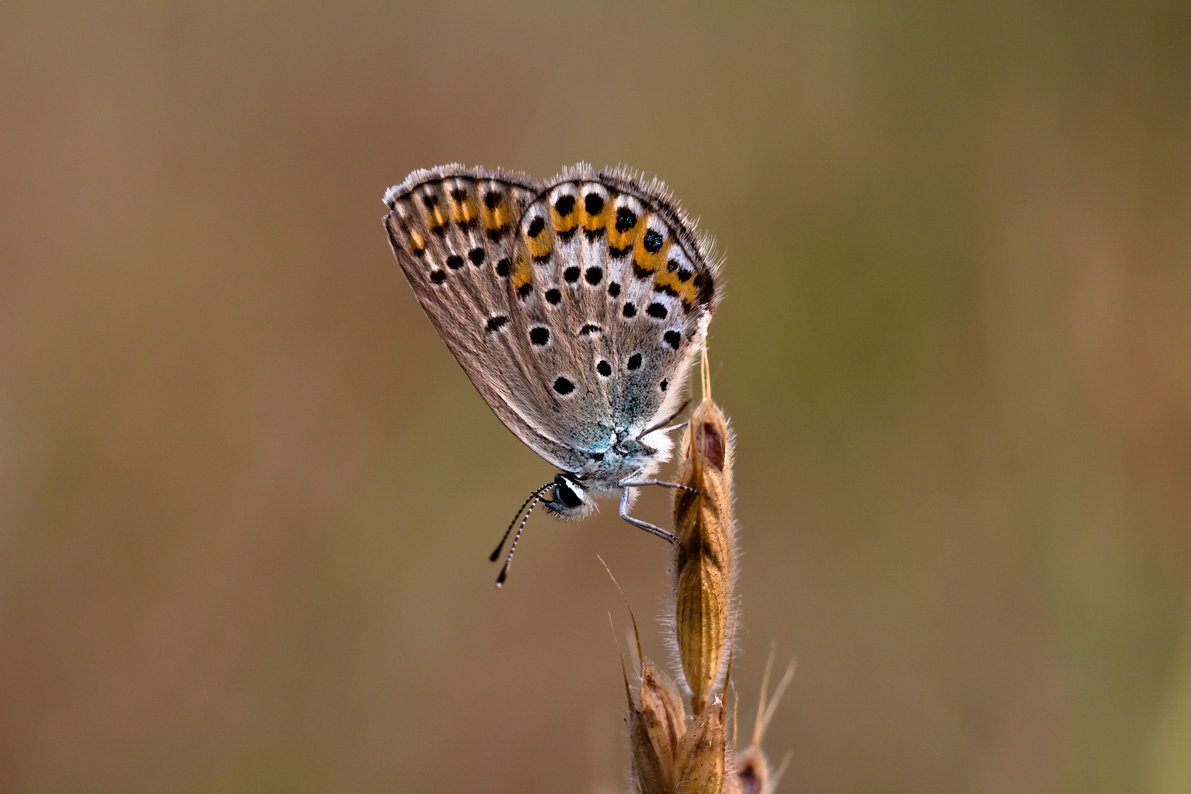 Plebejus sp.