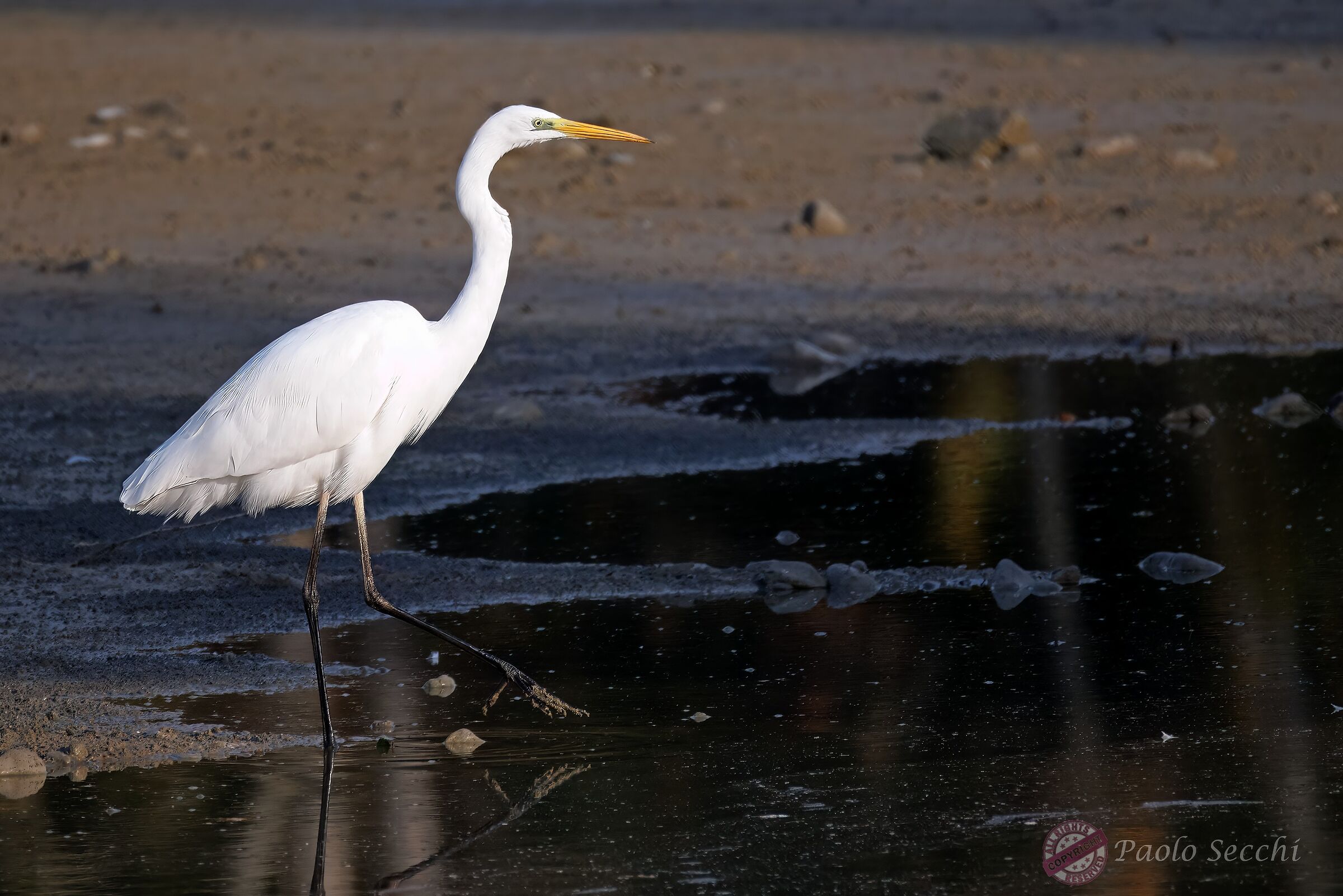 The elegant gait of white