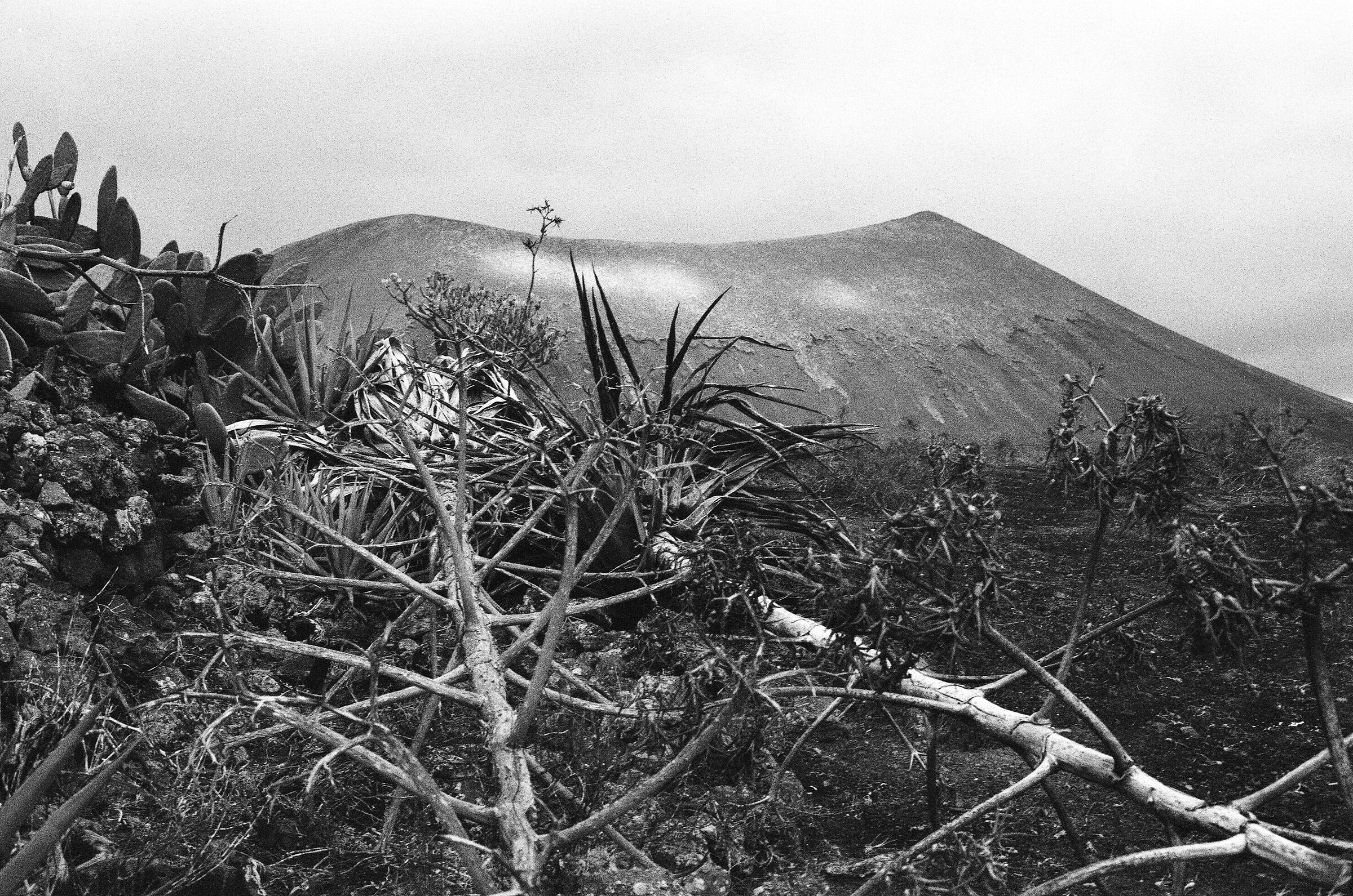 gli scheletri di pianta a Lanzarote