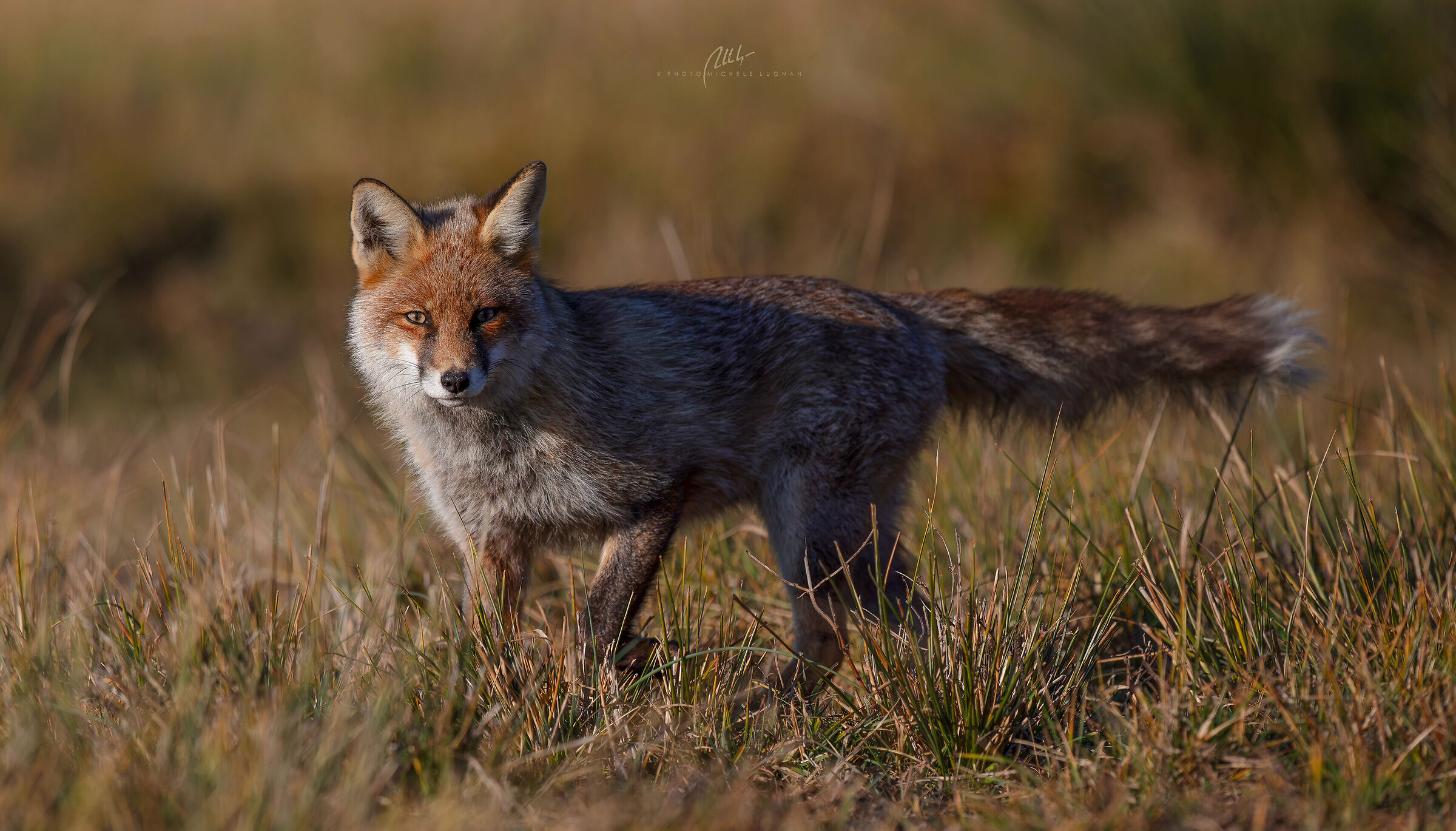 Steppenfuchs