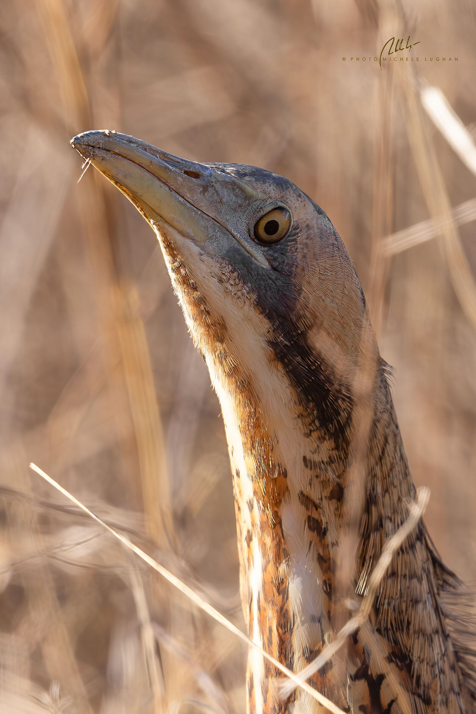 Bittern