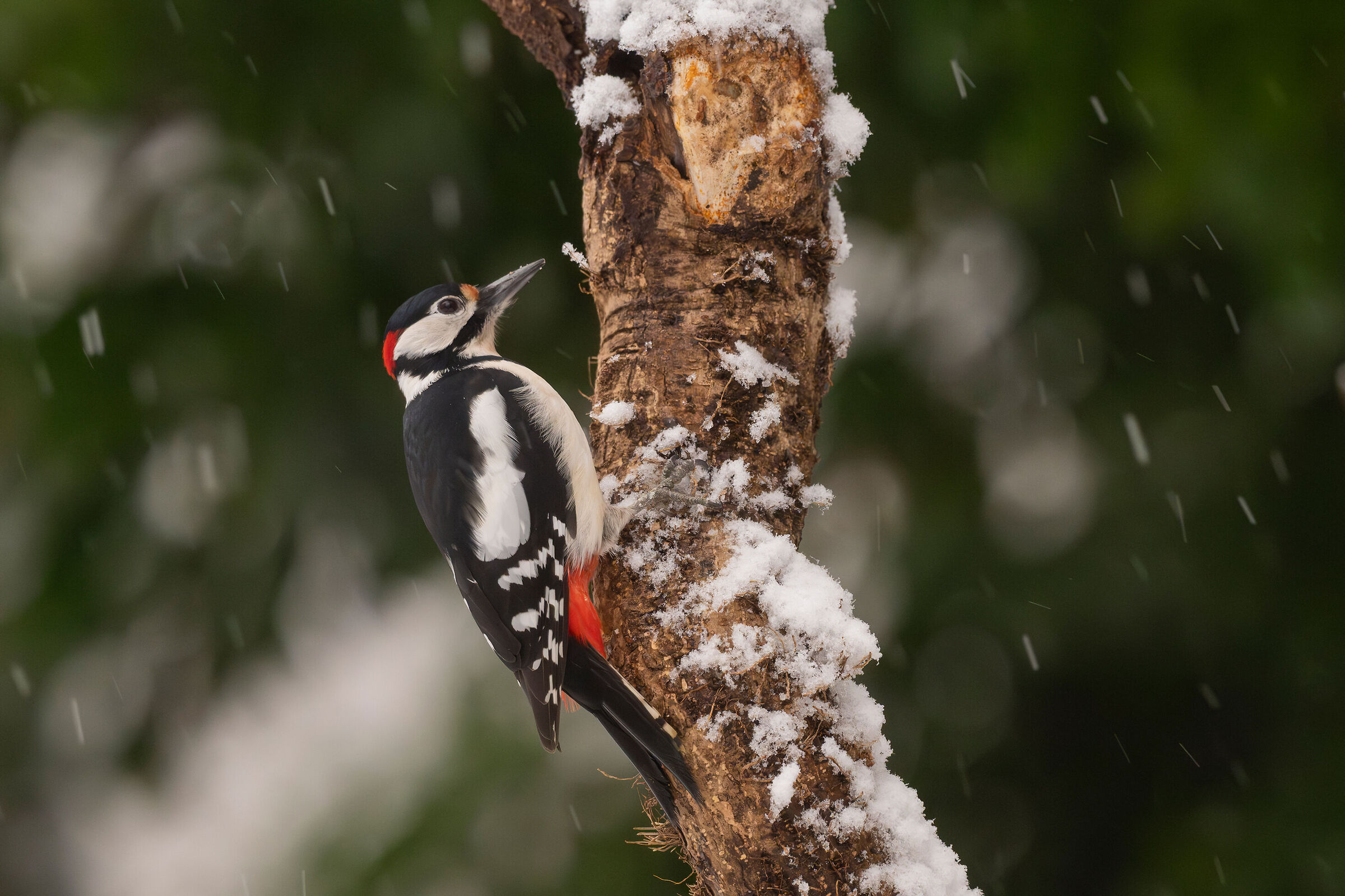 Great Spotted Woodpecker