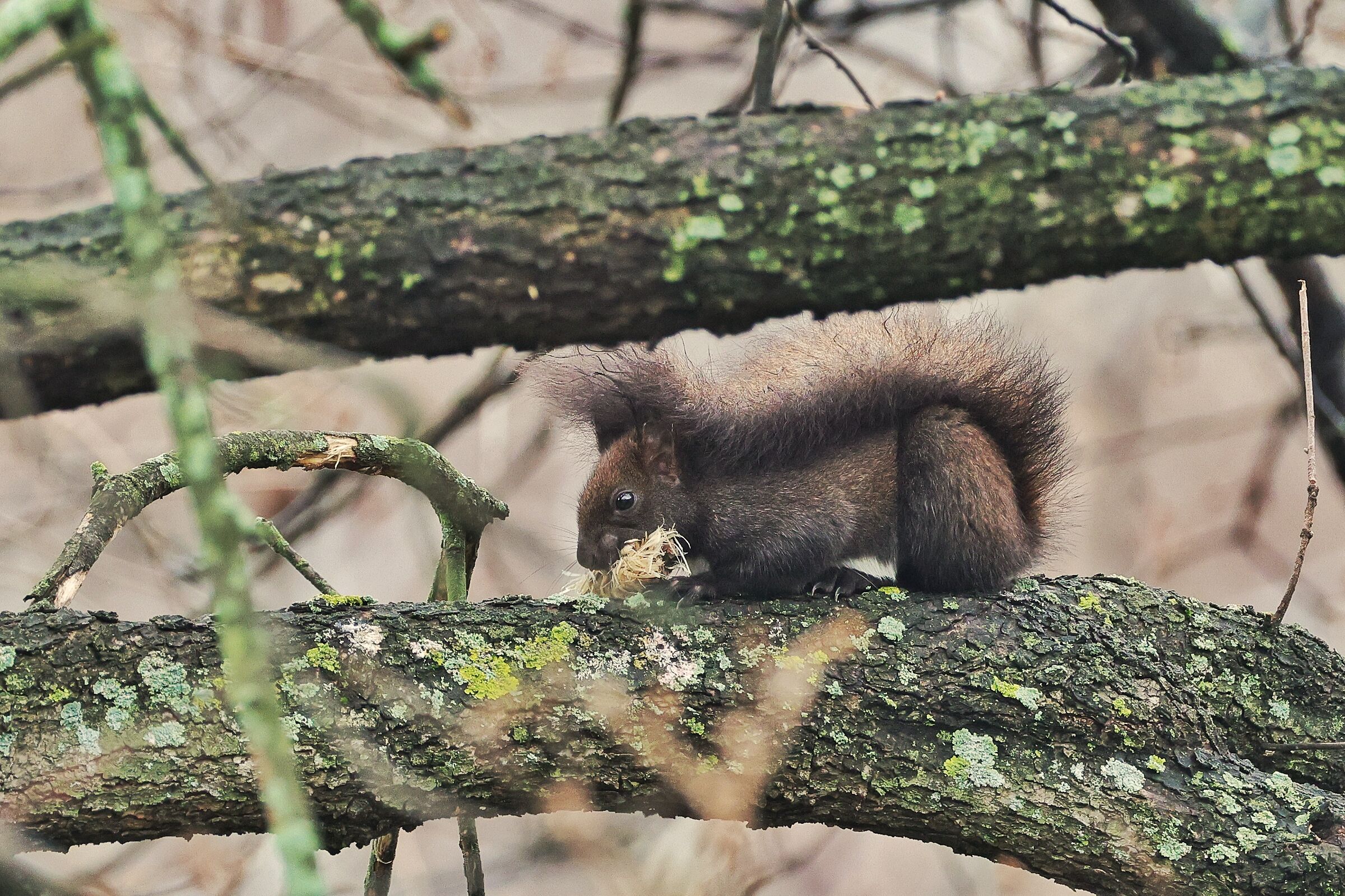 Sciurus vulgaris