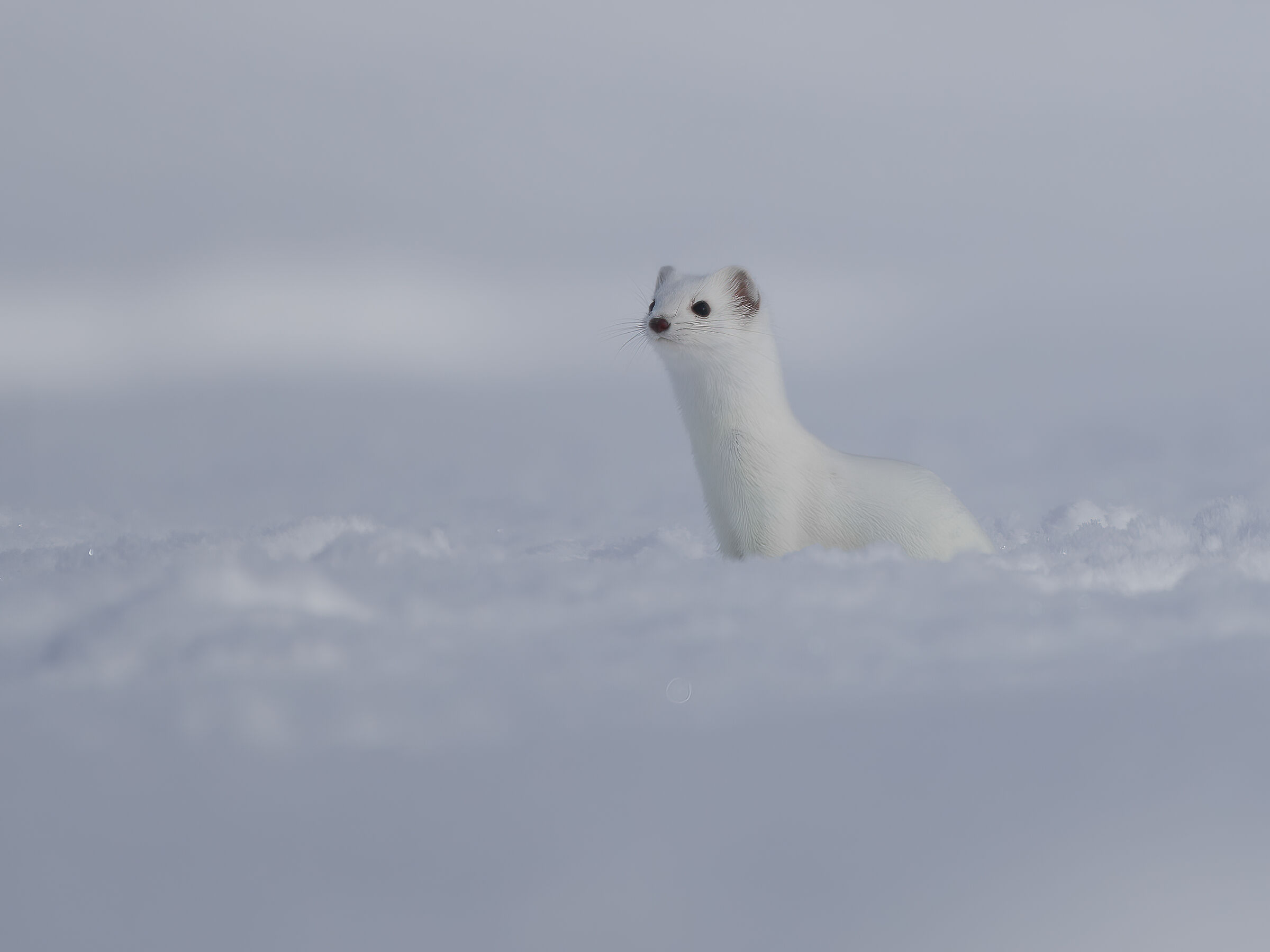 Stoat (Mustela erminea)