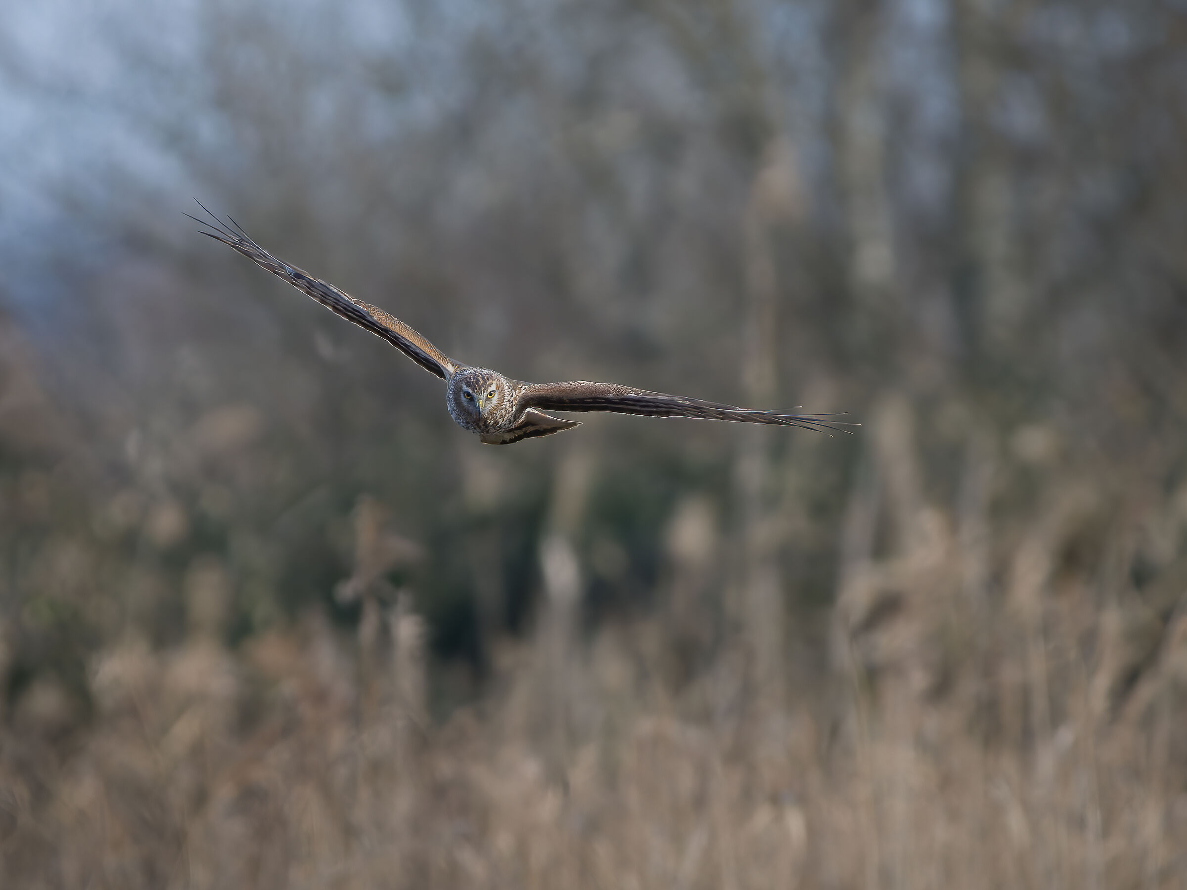 Hen Harrier (Circus cyaneus)
