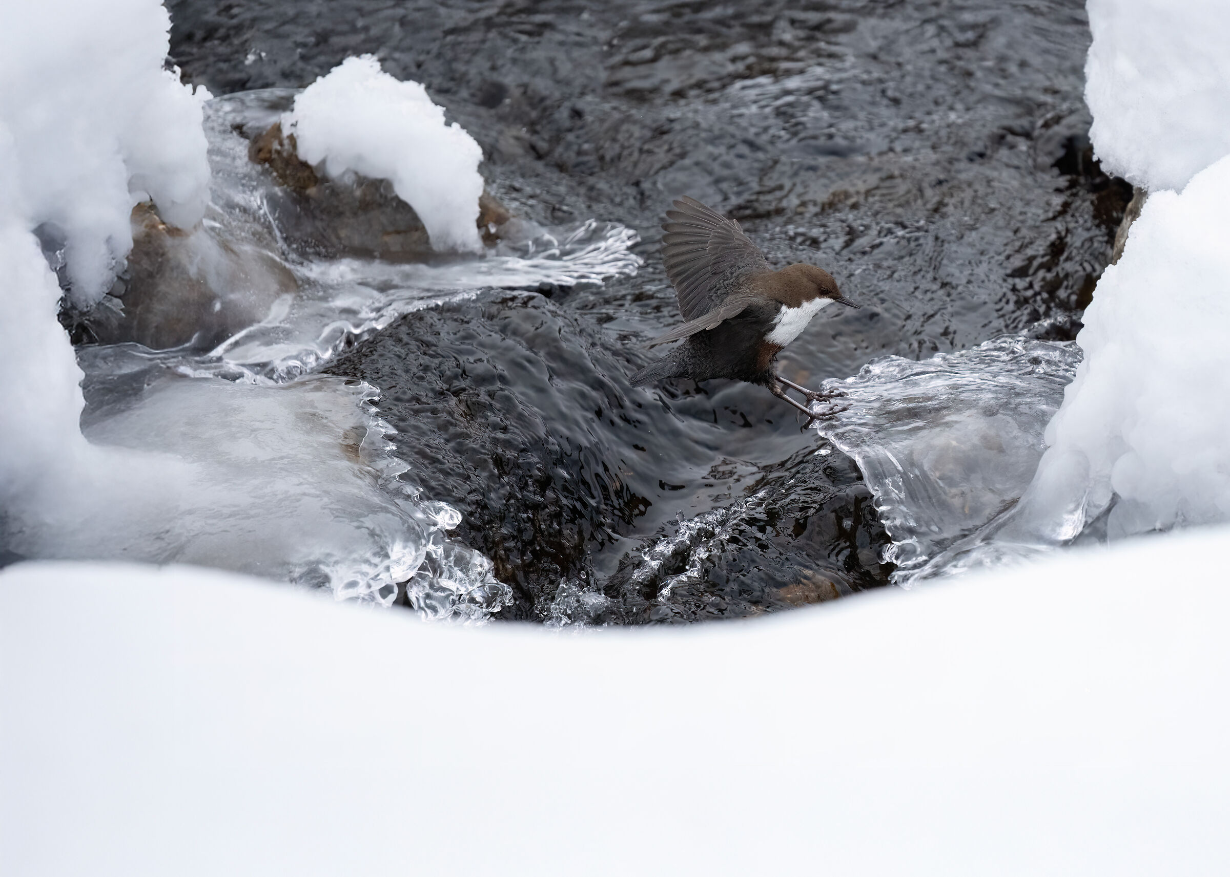 Equilibrismo acquaiolo