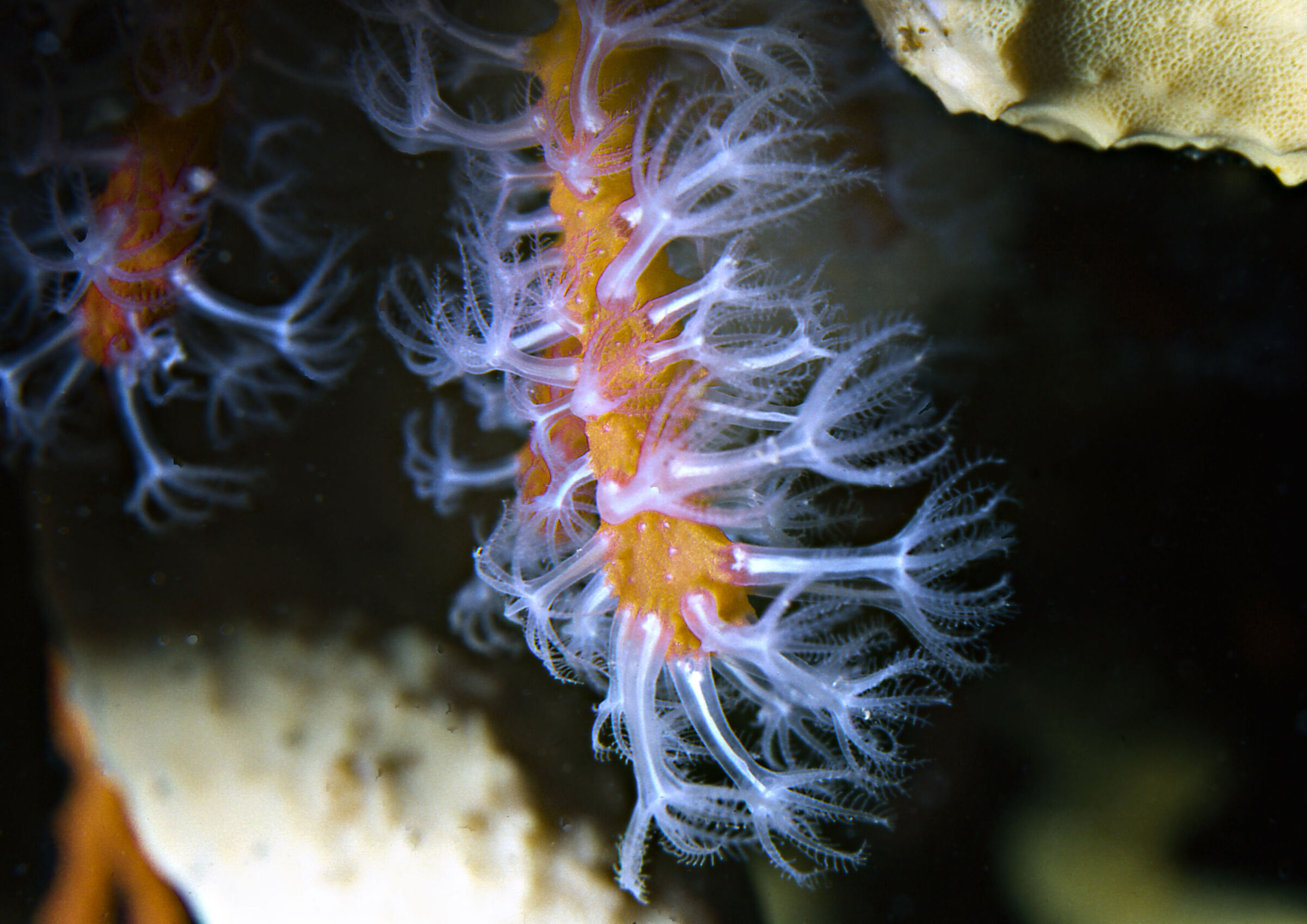Red coral (Corallium rubrum)