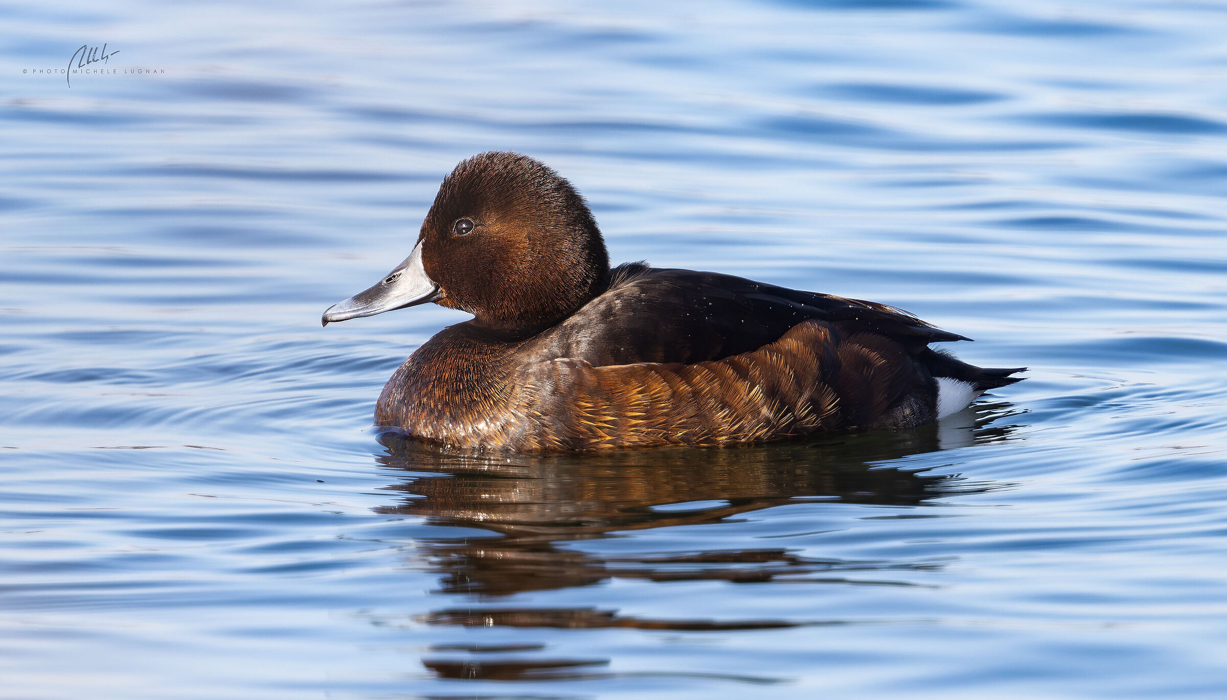 Ferruginous duck