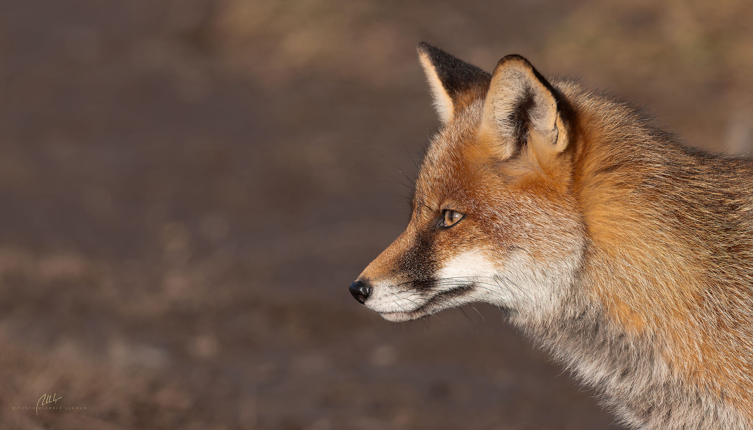 Fox Profile