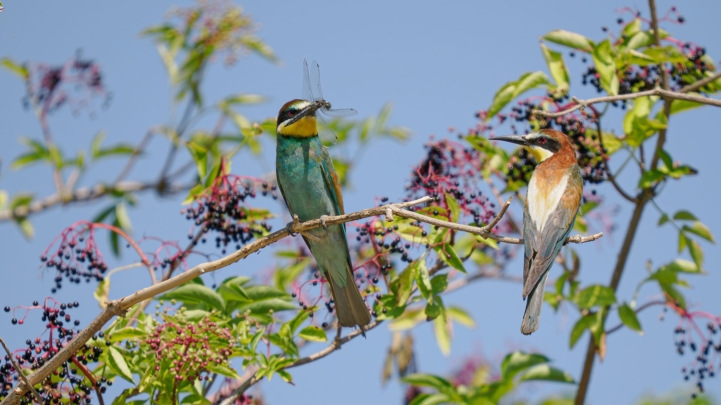 BEE-EATERS