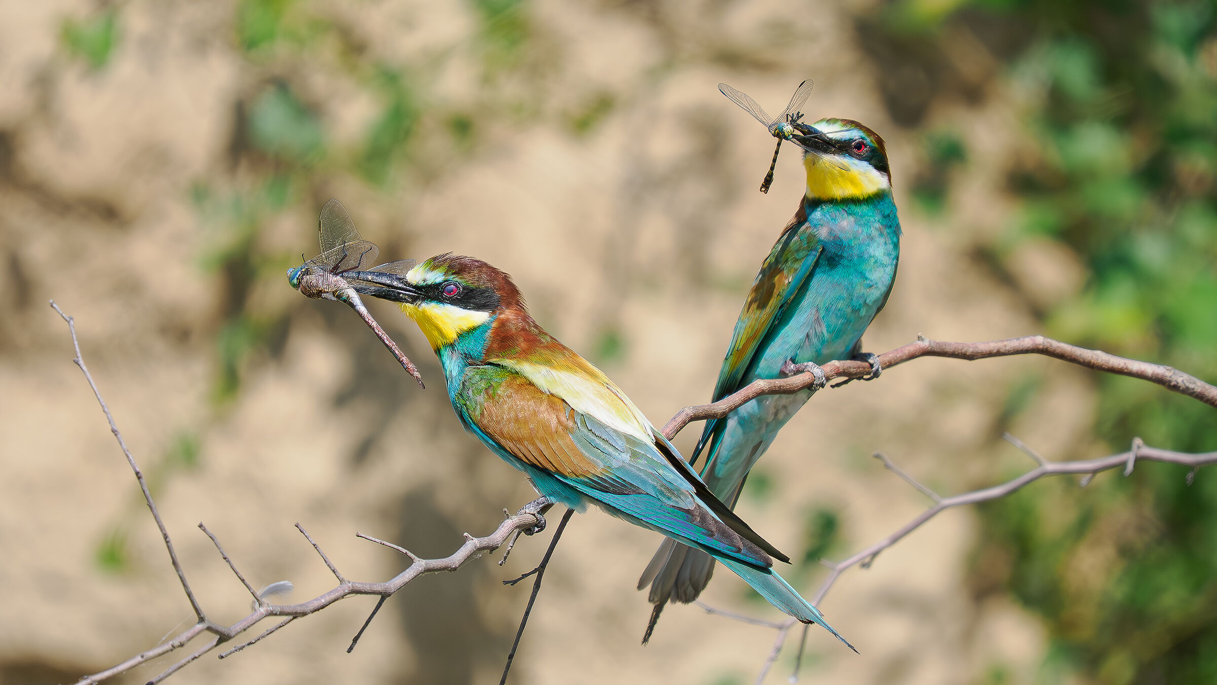 BEE-EATERS