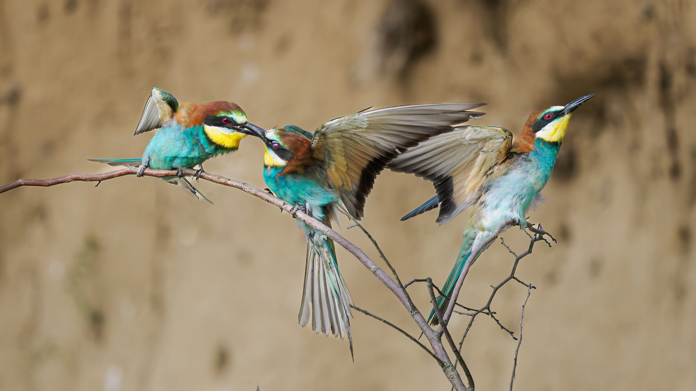 BEE-EATERS