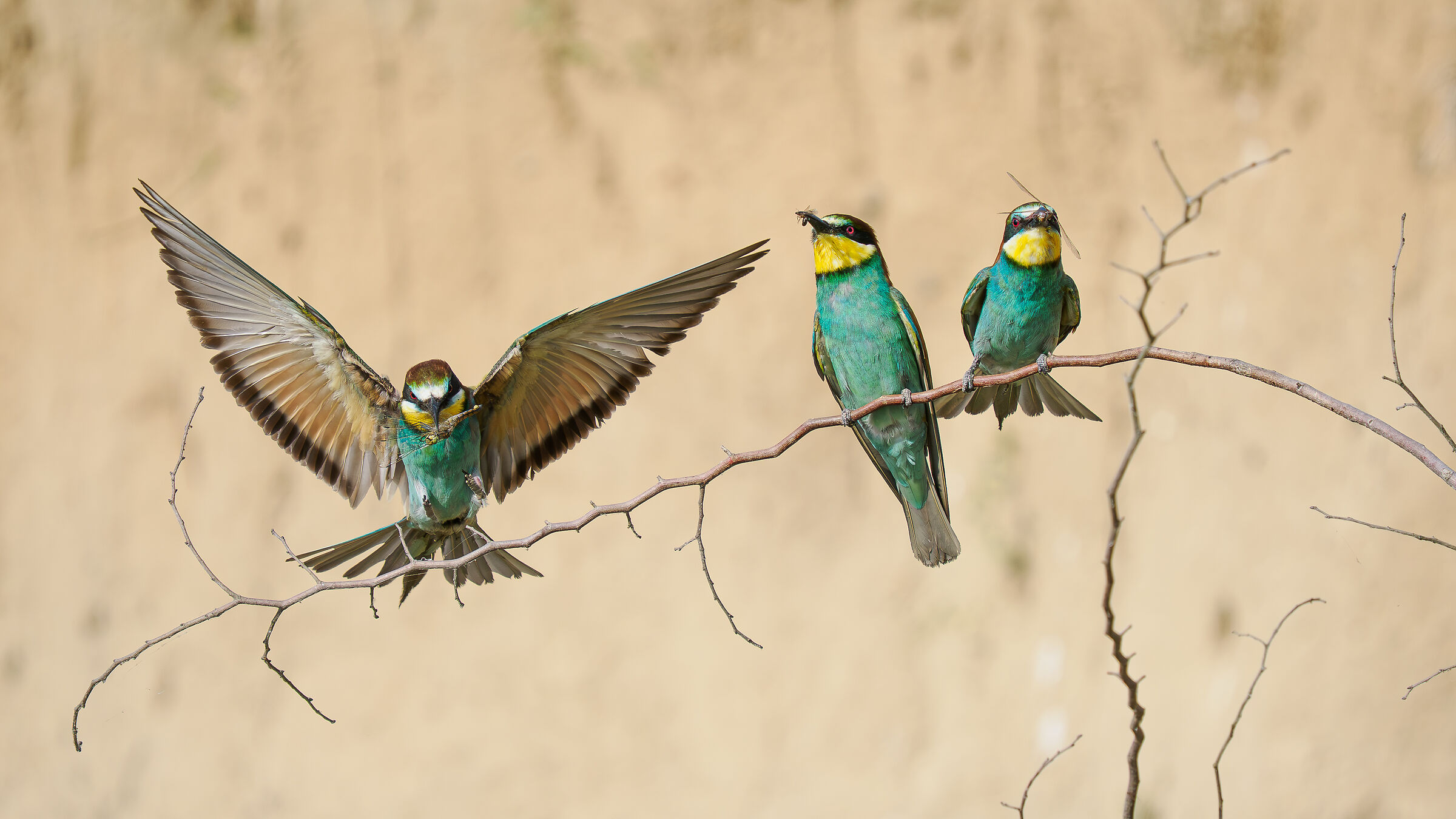 BEE-EATERS