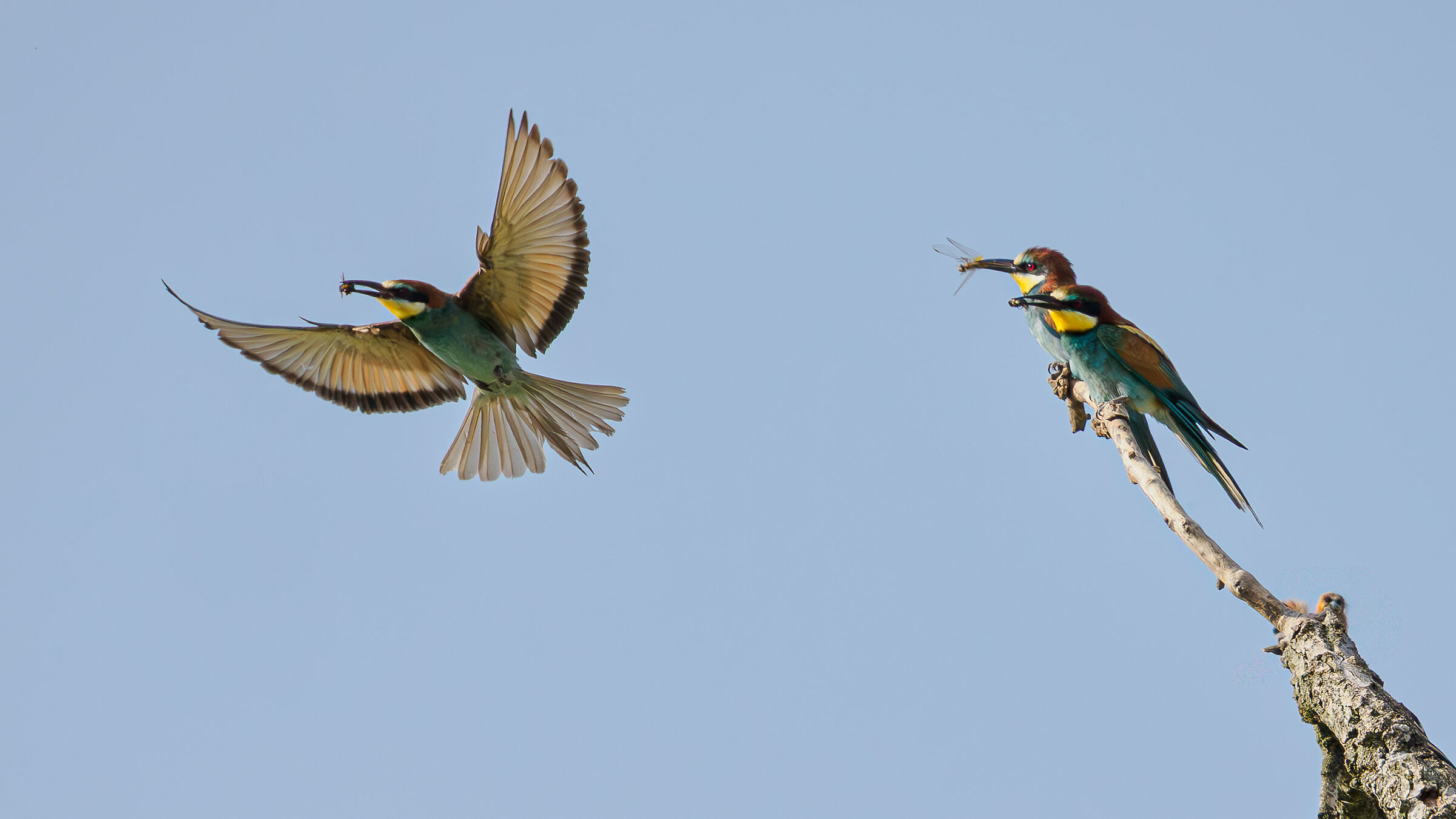 BEE-EATERS