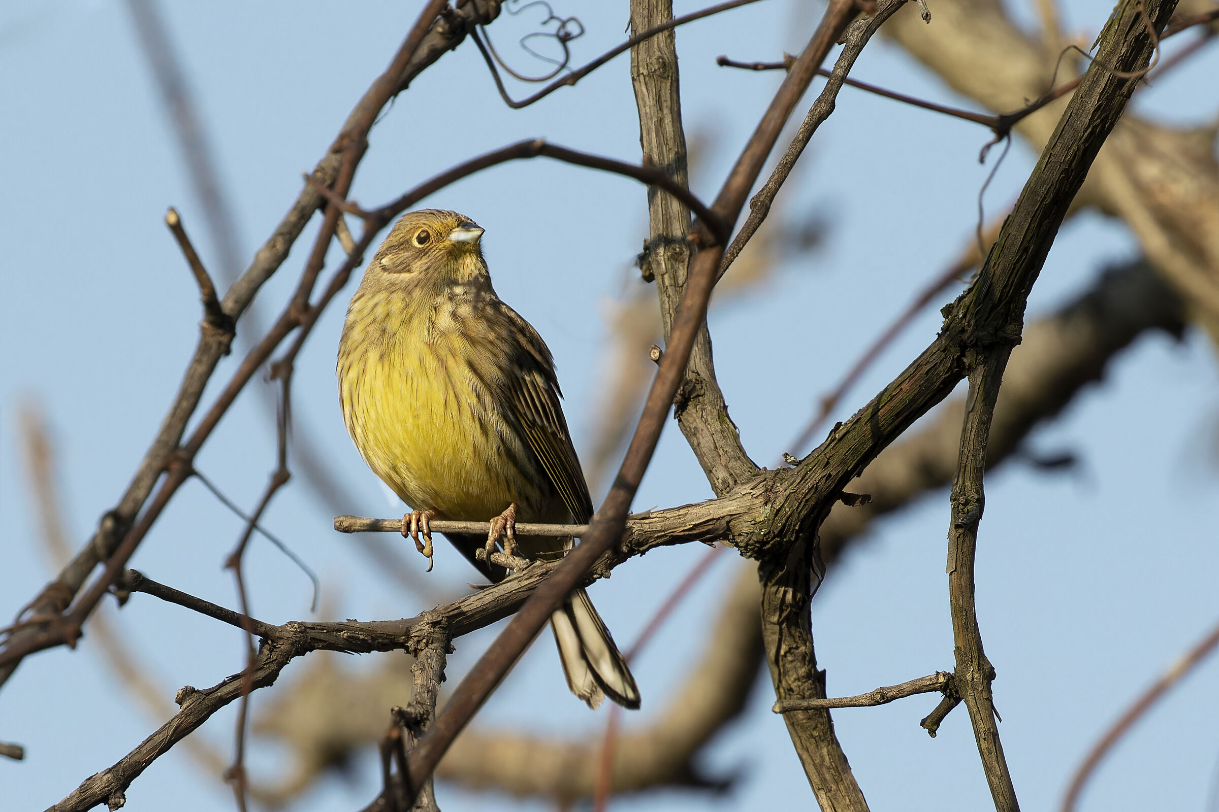 Zigolo giallo