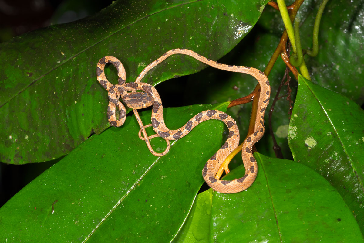 Serpente testa smussata