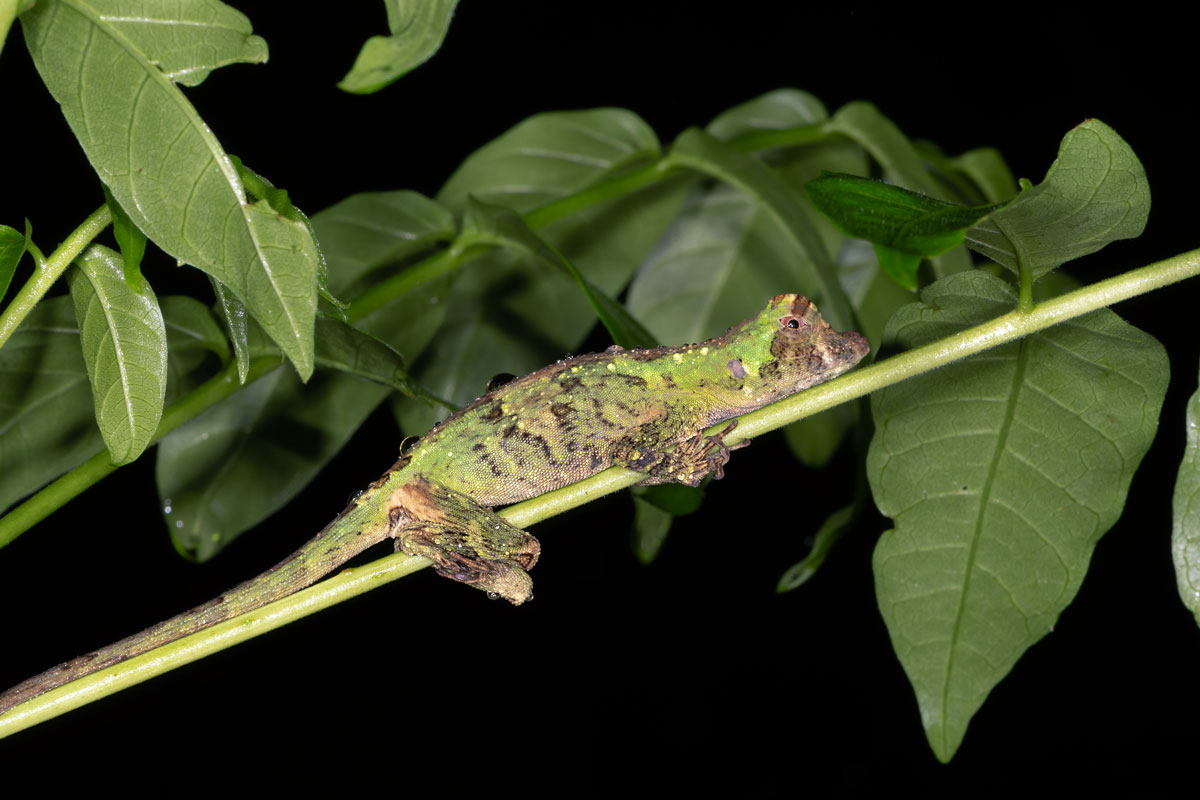 Geco delle case asiatico