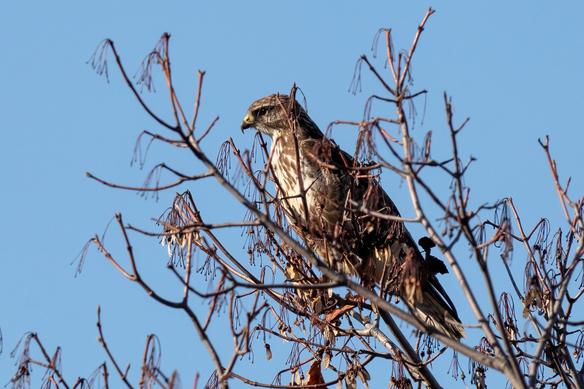 Buzzard (Buteo buteo)