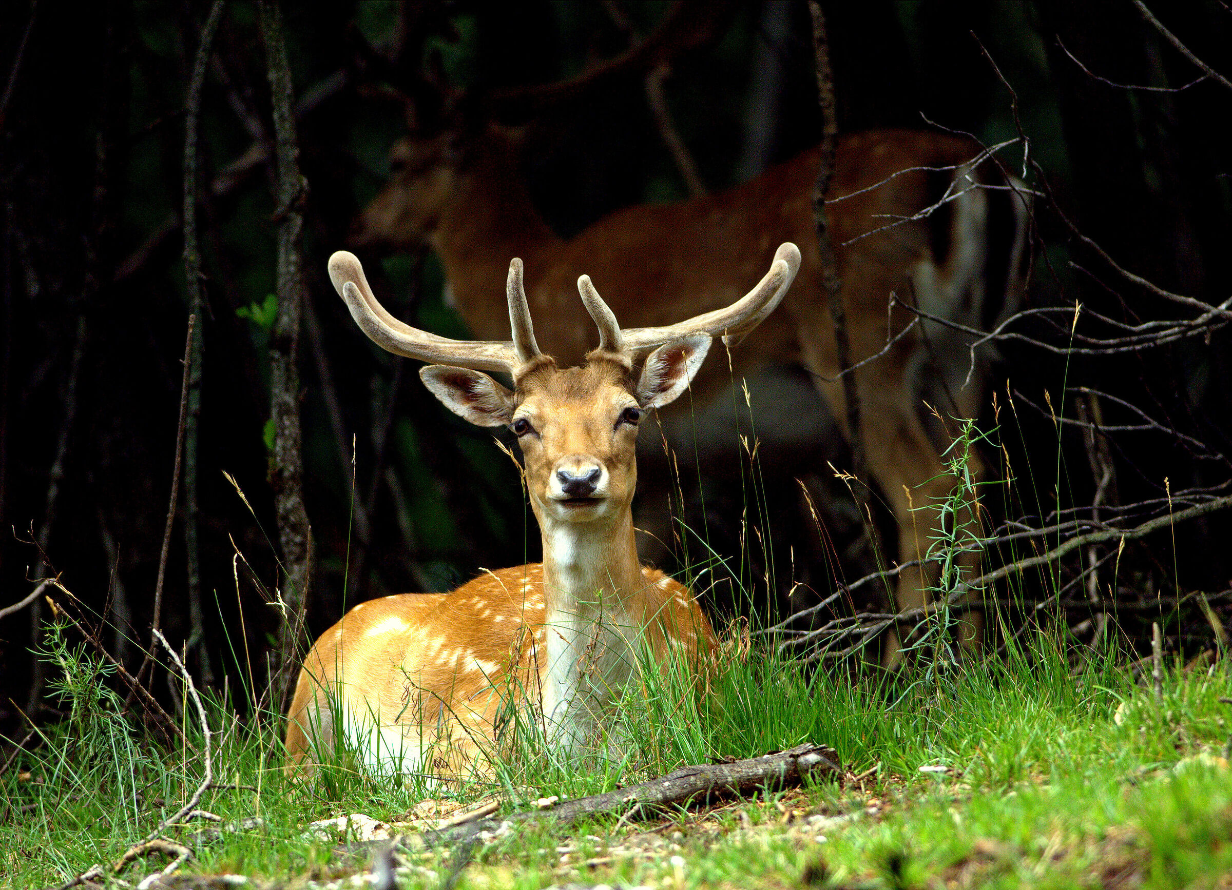 Fallow deer (Lady-lady)