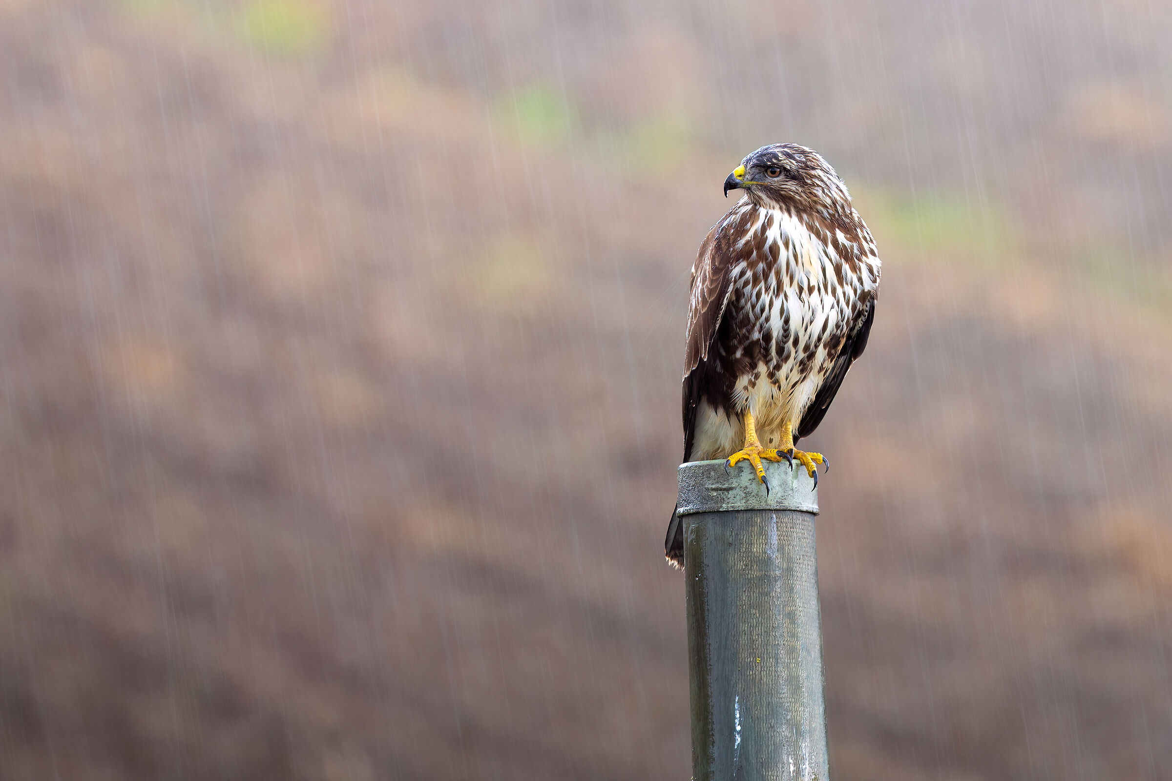 Buzzard | Buteo buteo (October 2025)