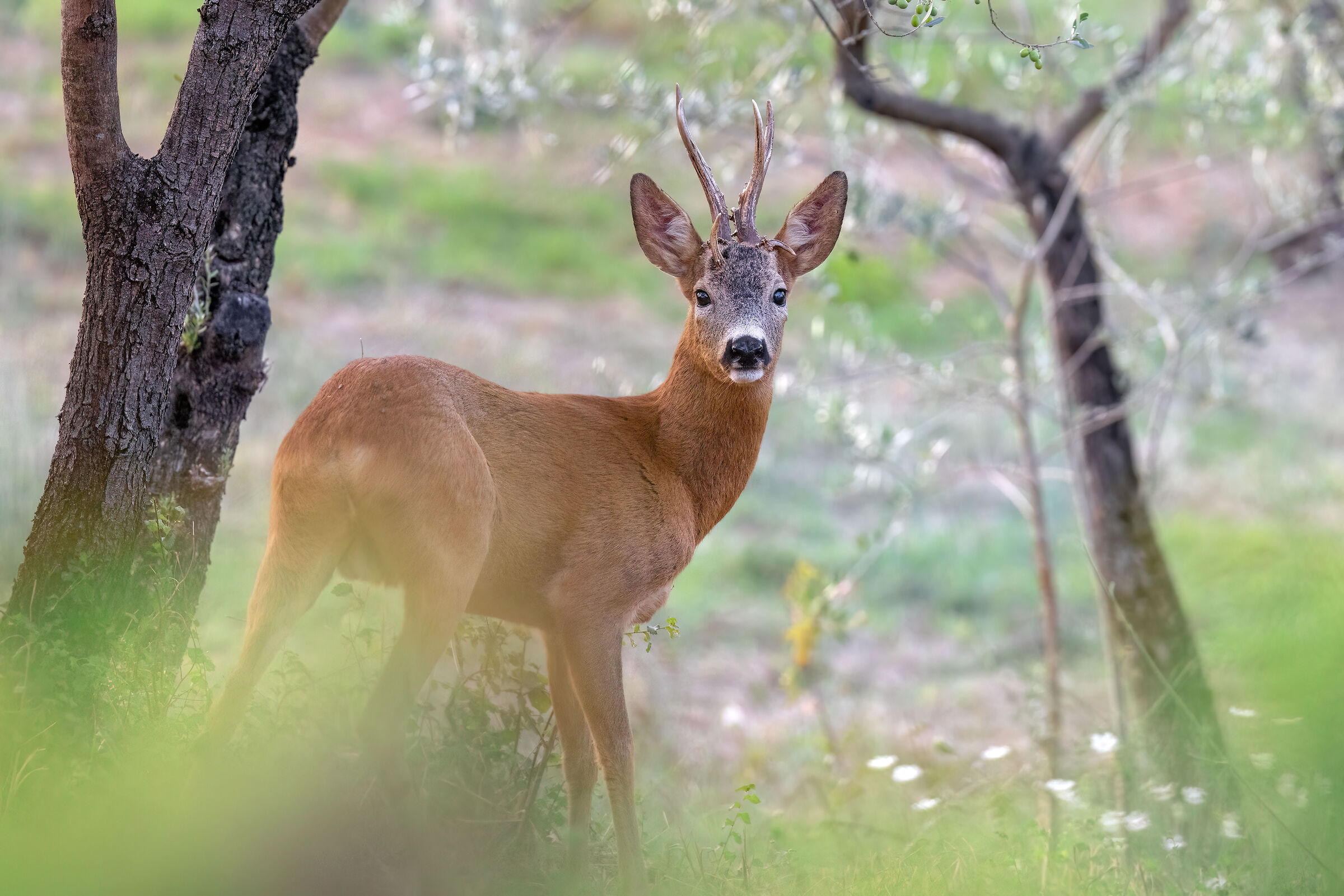 Roe deer m. | Capreolus capreolus (August 2025)
