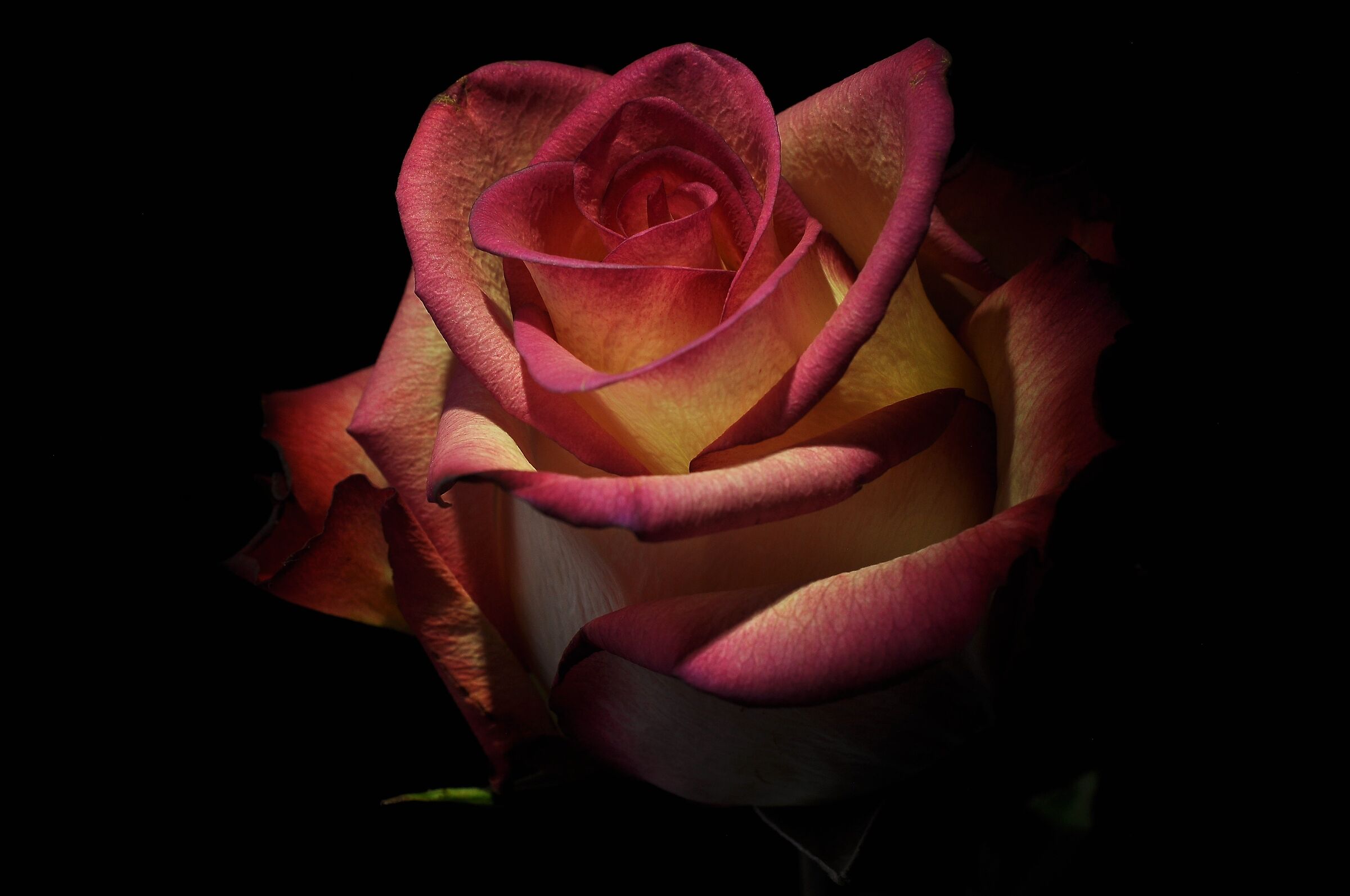 Rosa