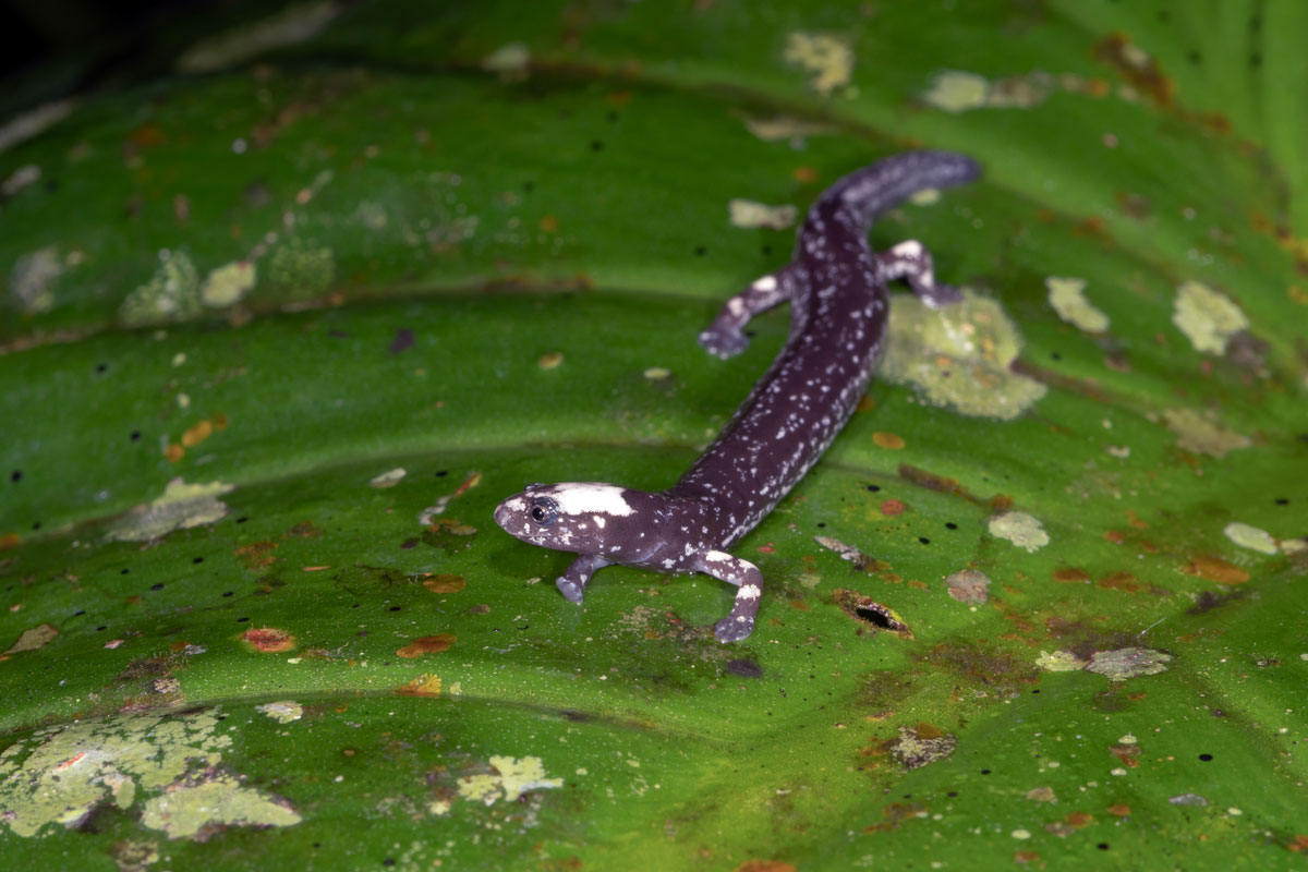 Salamandra verme