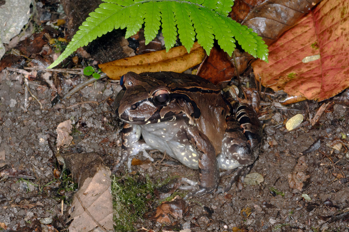 Rana Toro centroamericana