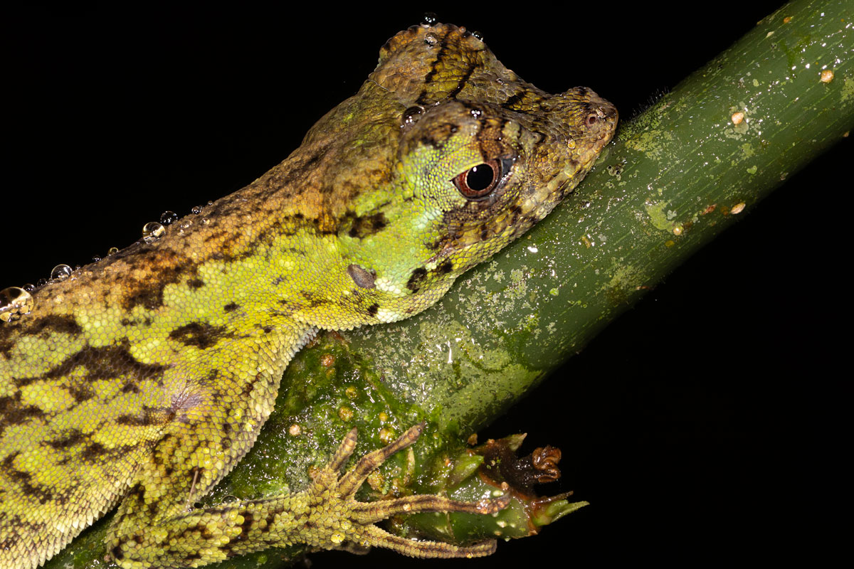 Geco delle case asiatico