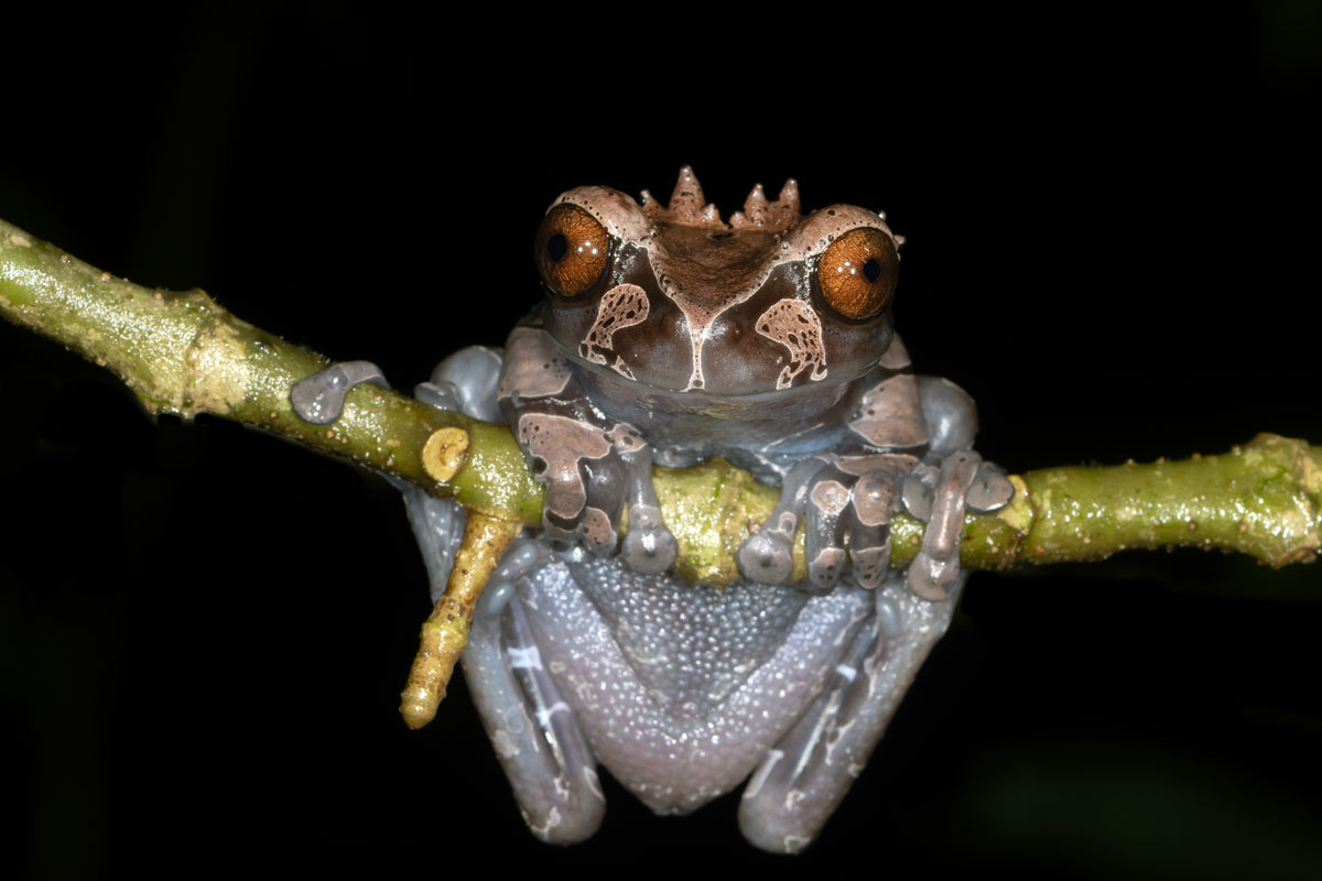 Raganella crestata