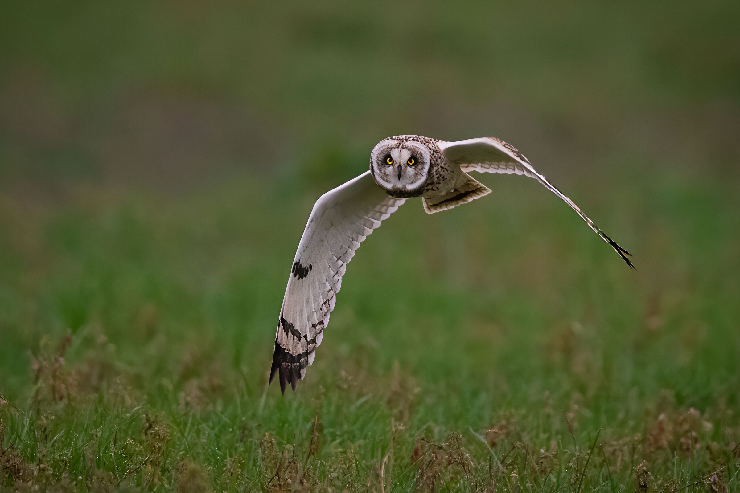 Swamp owl